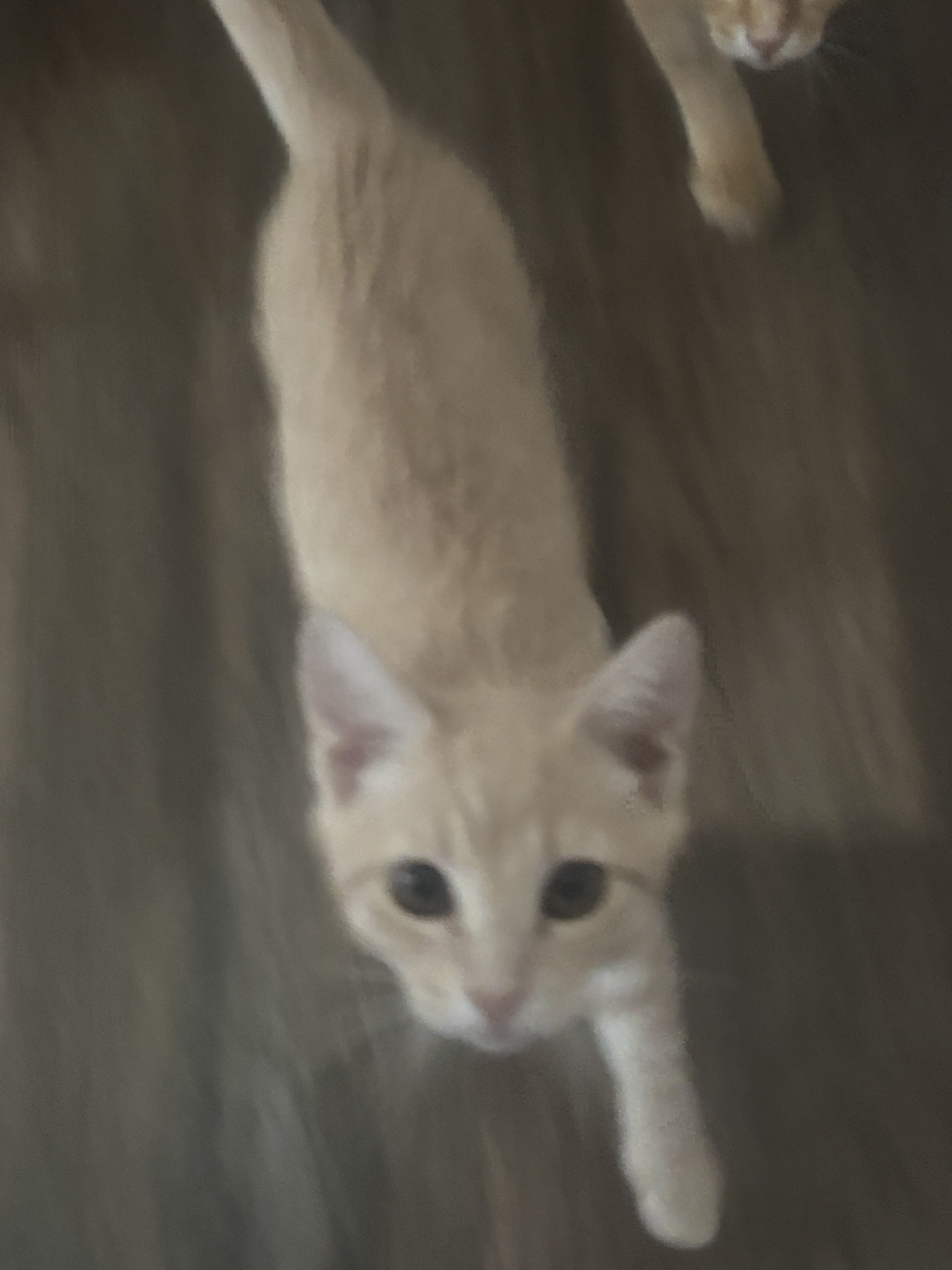 Kittens for sale image 3
