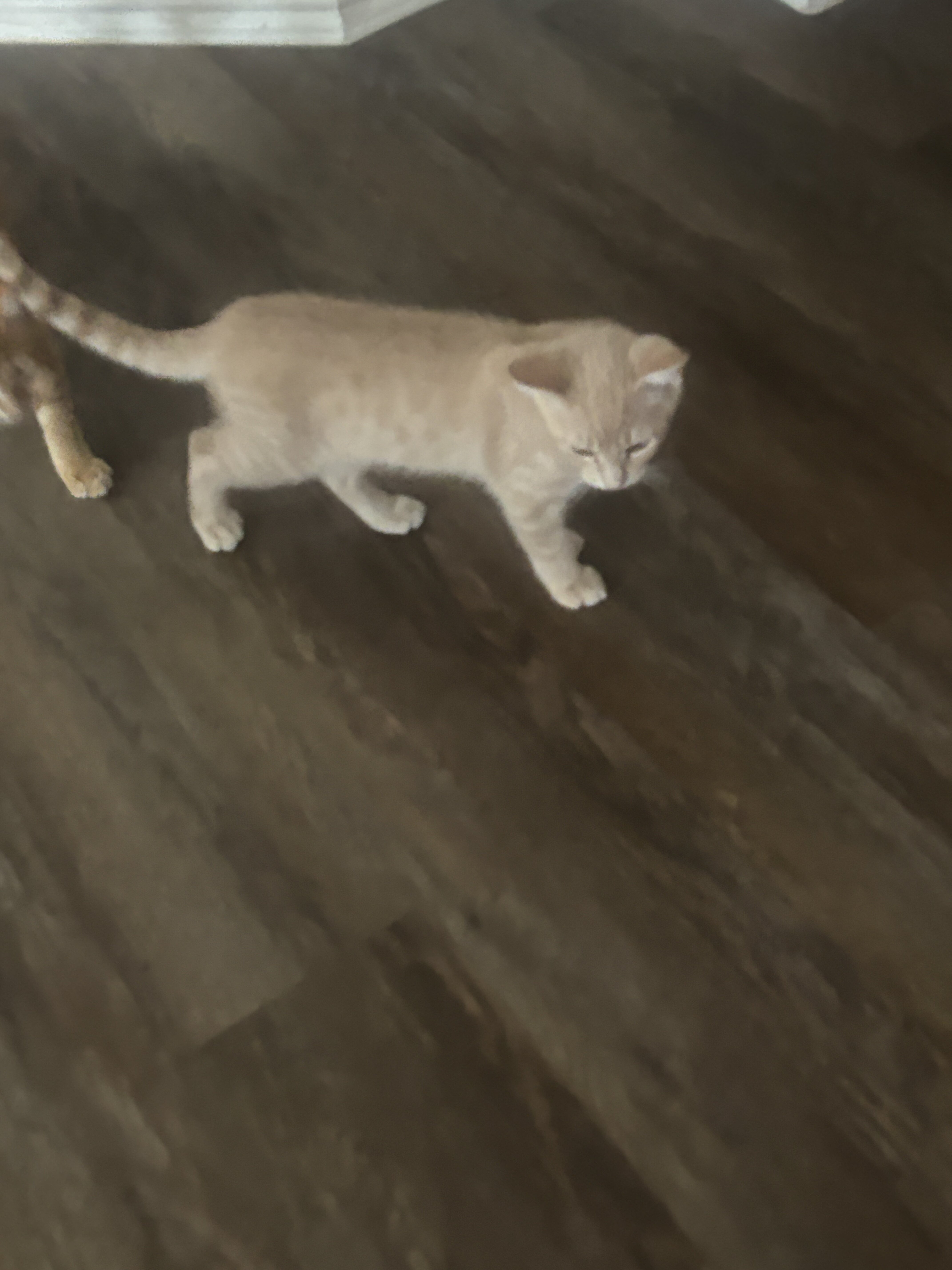 Kittens for sale image 4