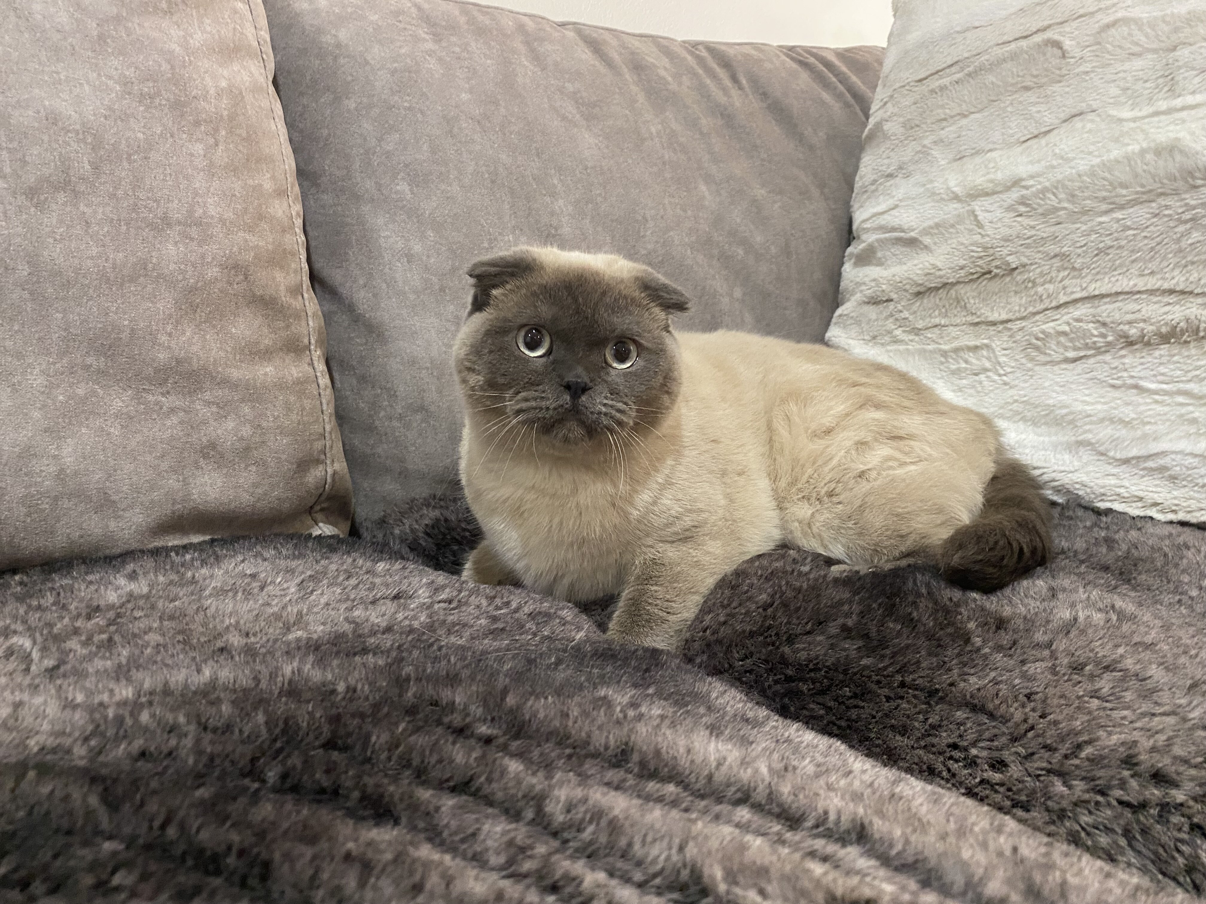 Scottish fold image 2