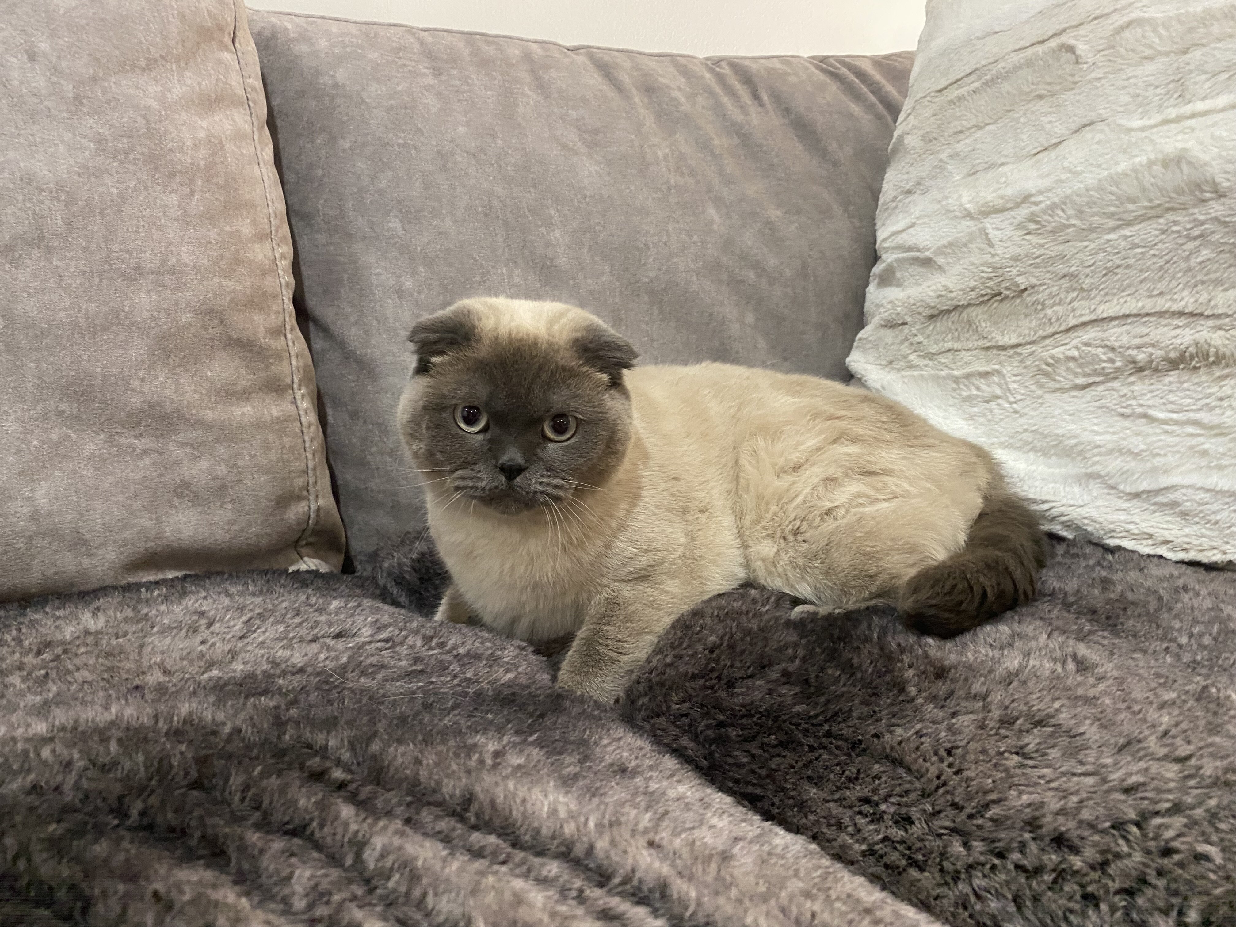 Scottish fold image 1