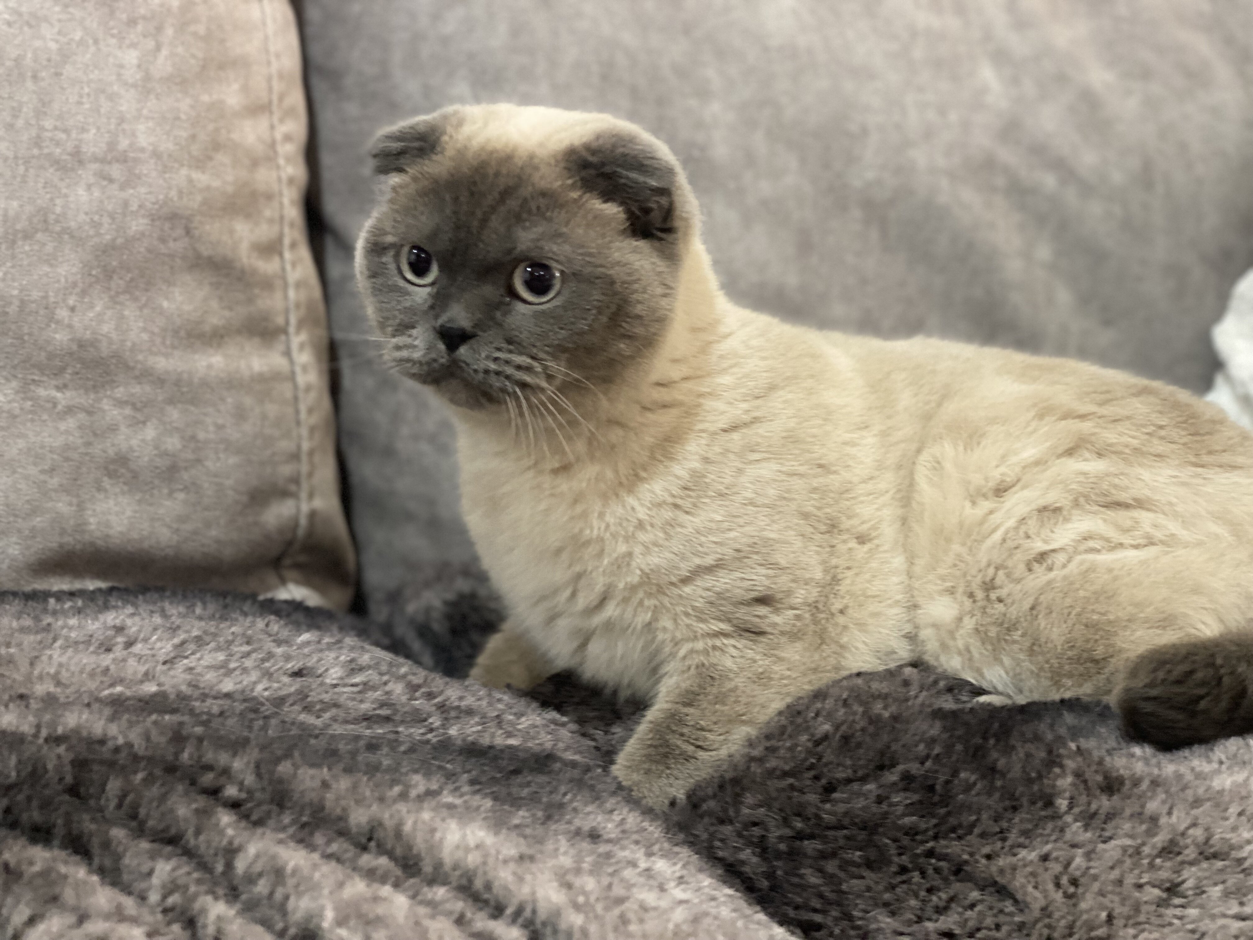 Scottish fold image 3