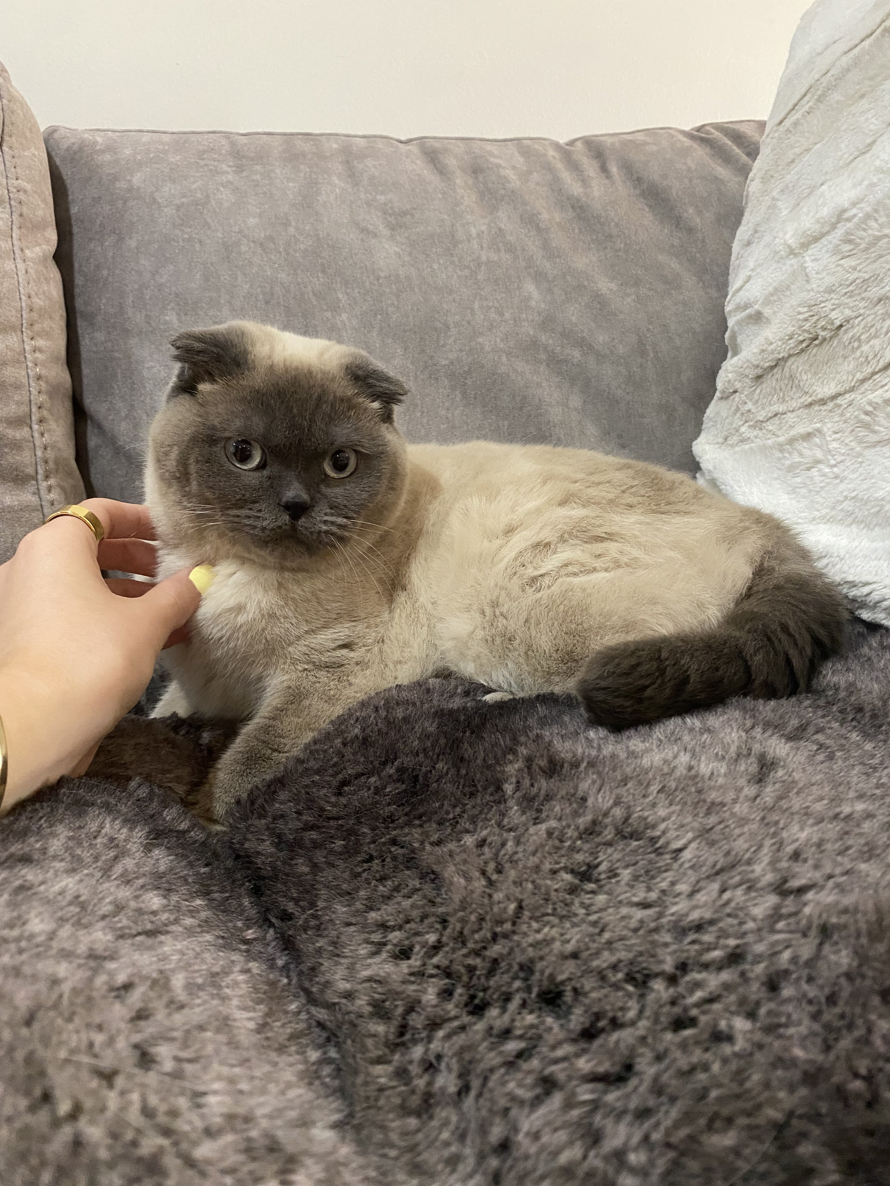 Scottish fold image 4