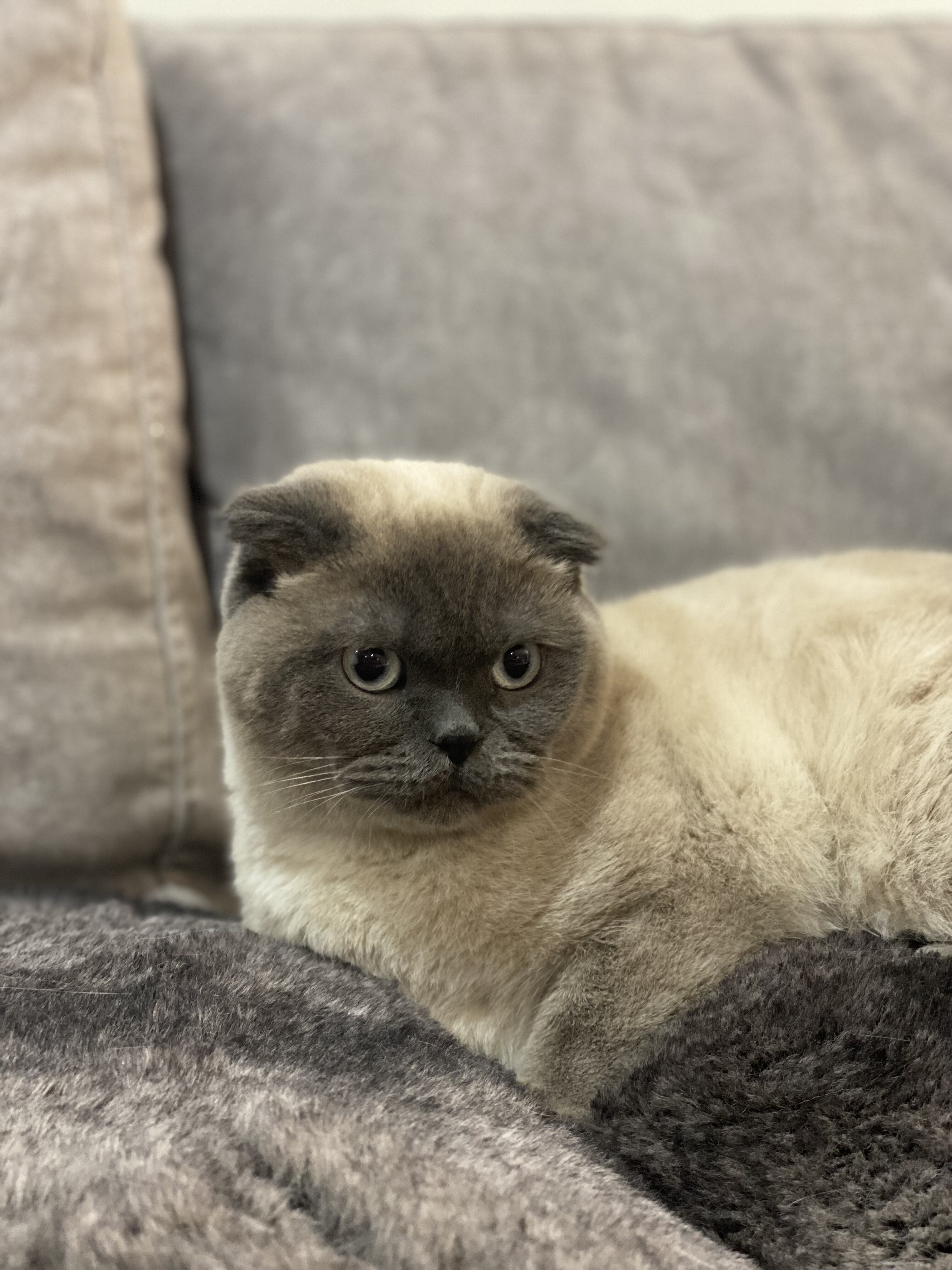Scottish fold image 5