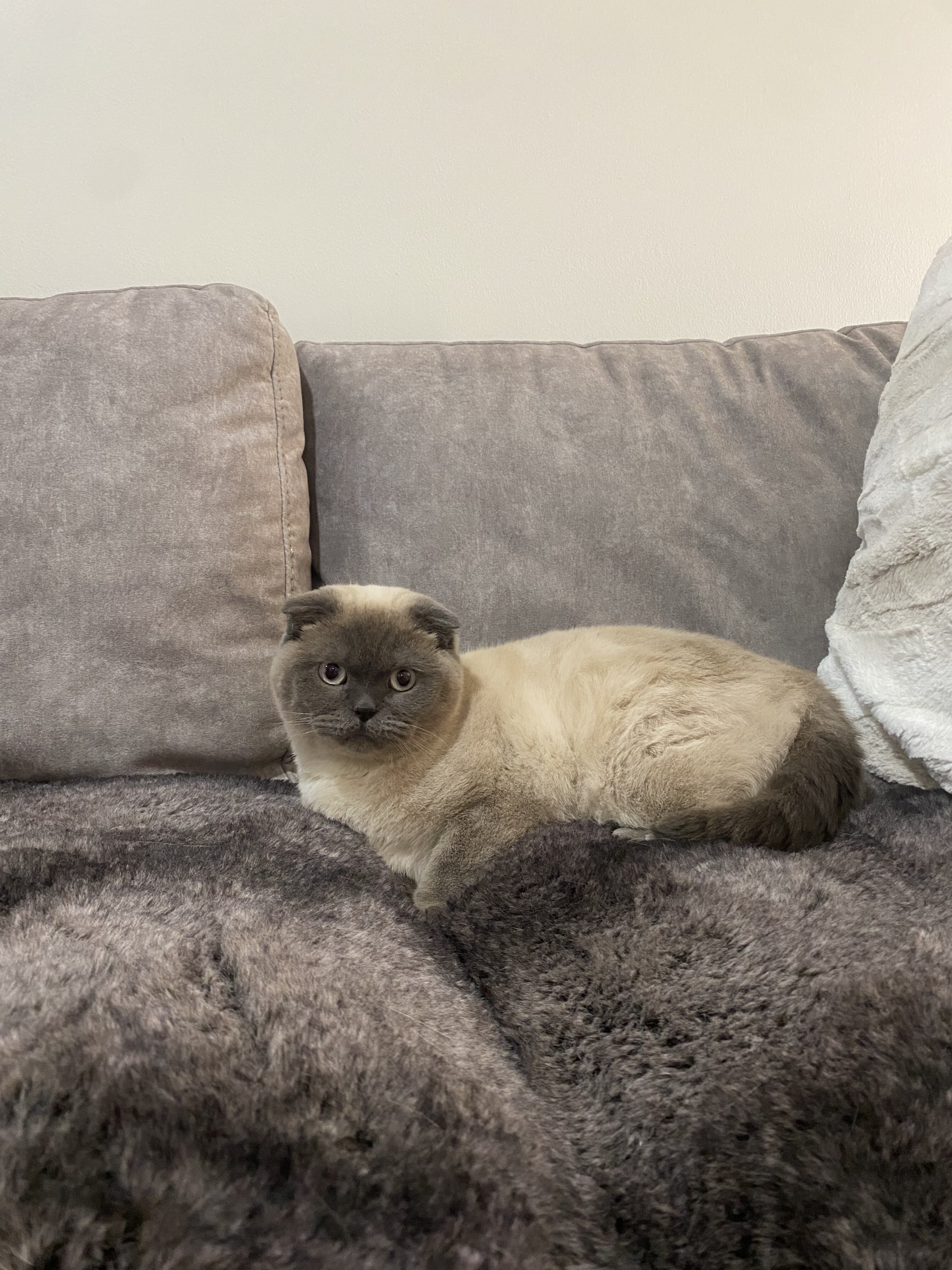 Scottish fold image 6