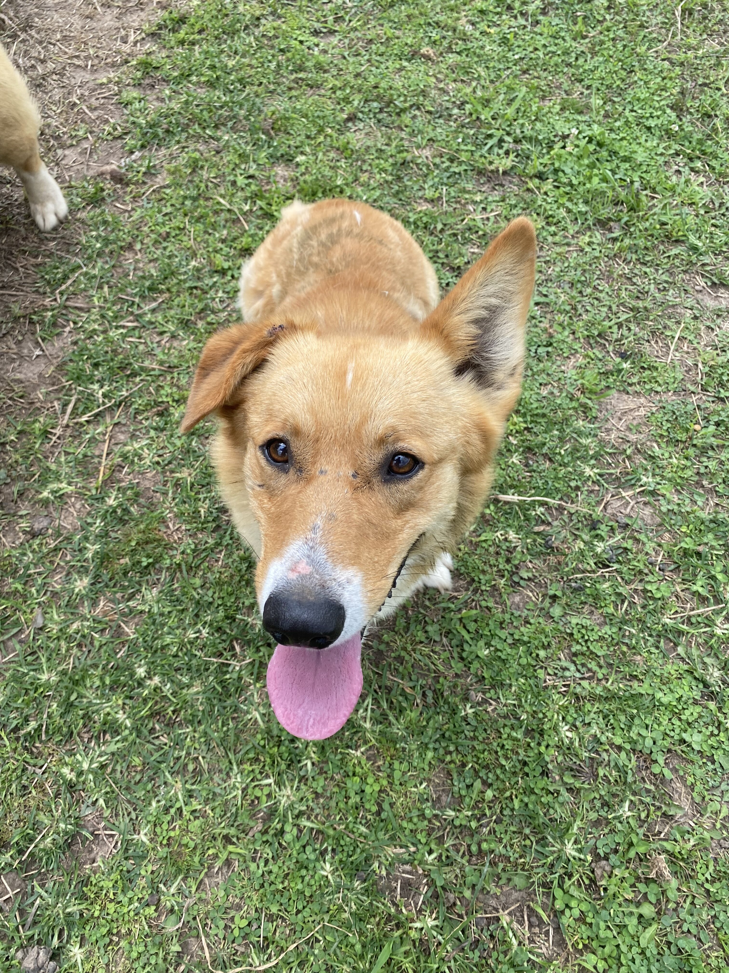 Corgi image 1