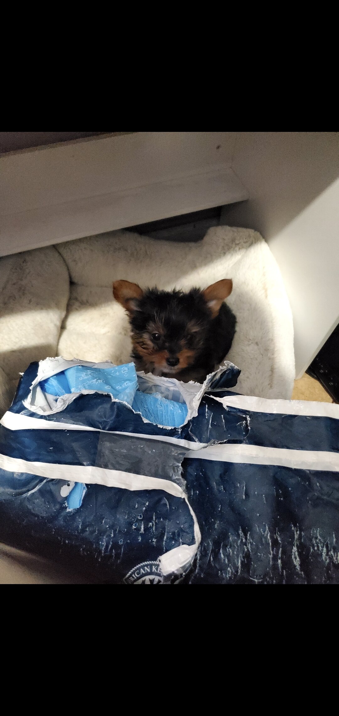 Yorkie male pup image 3