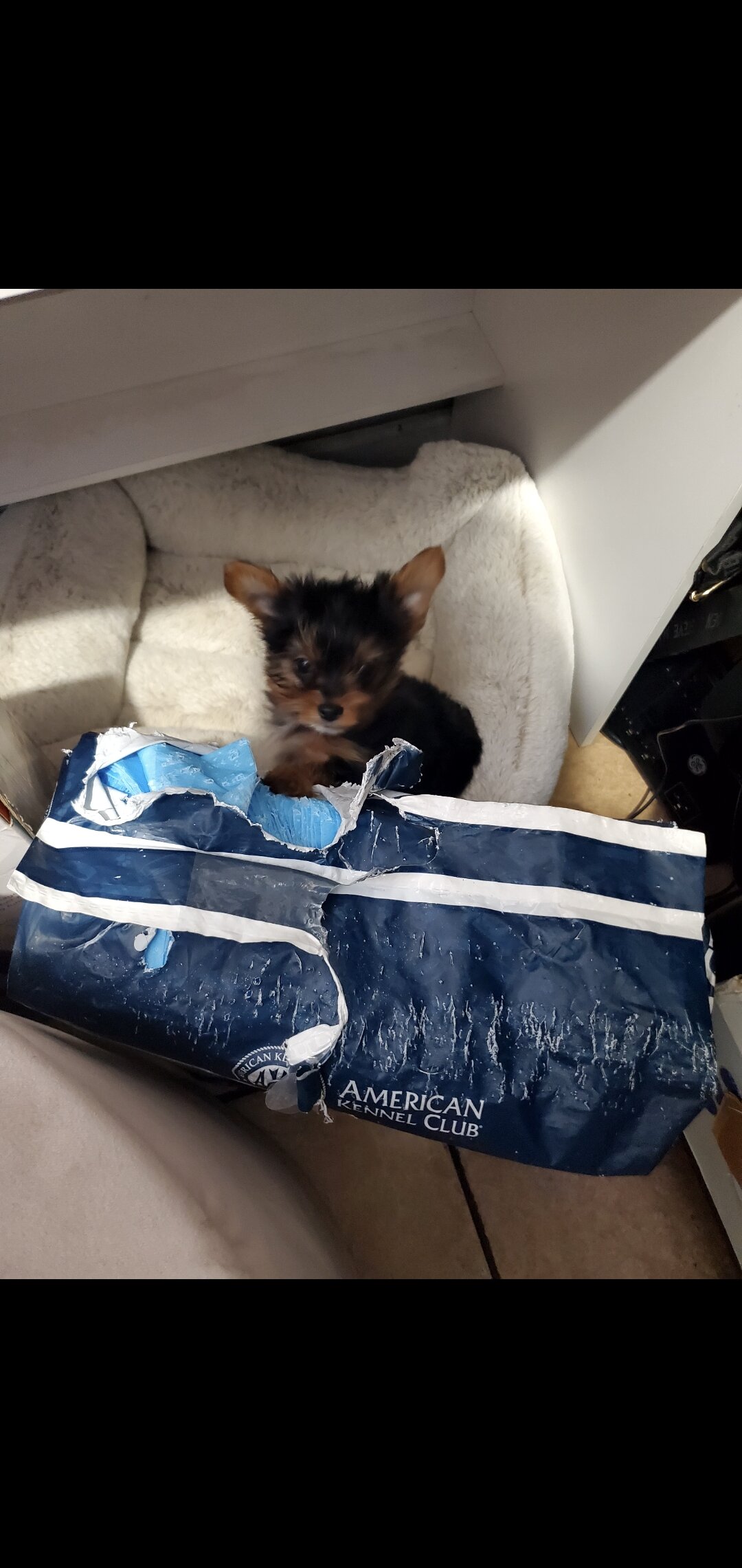 Yorkie male pup image 2