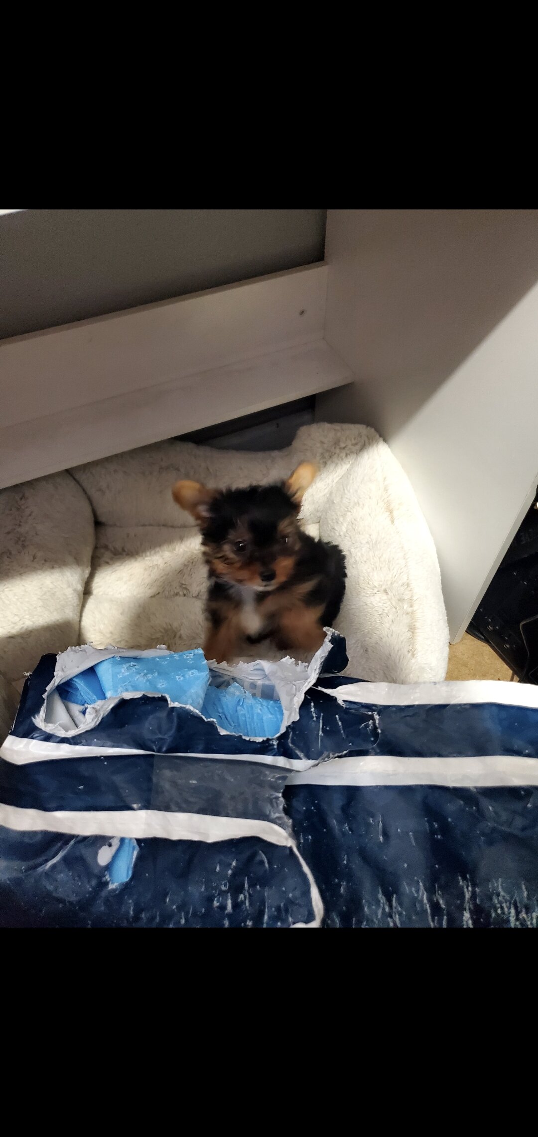 Yorkie male pup image 1