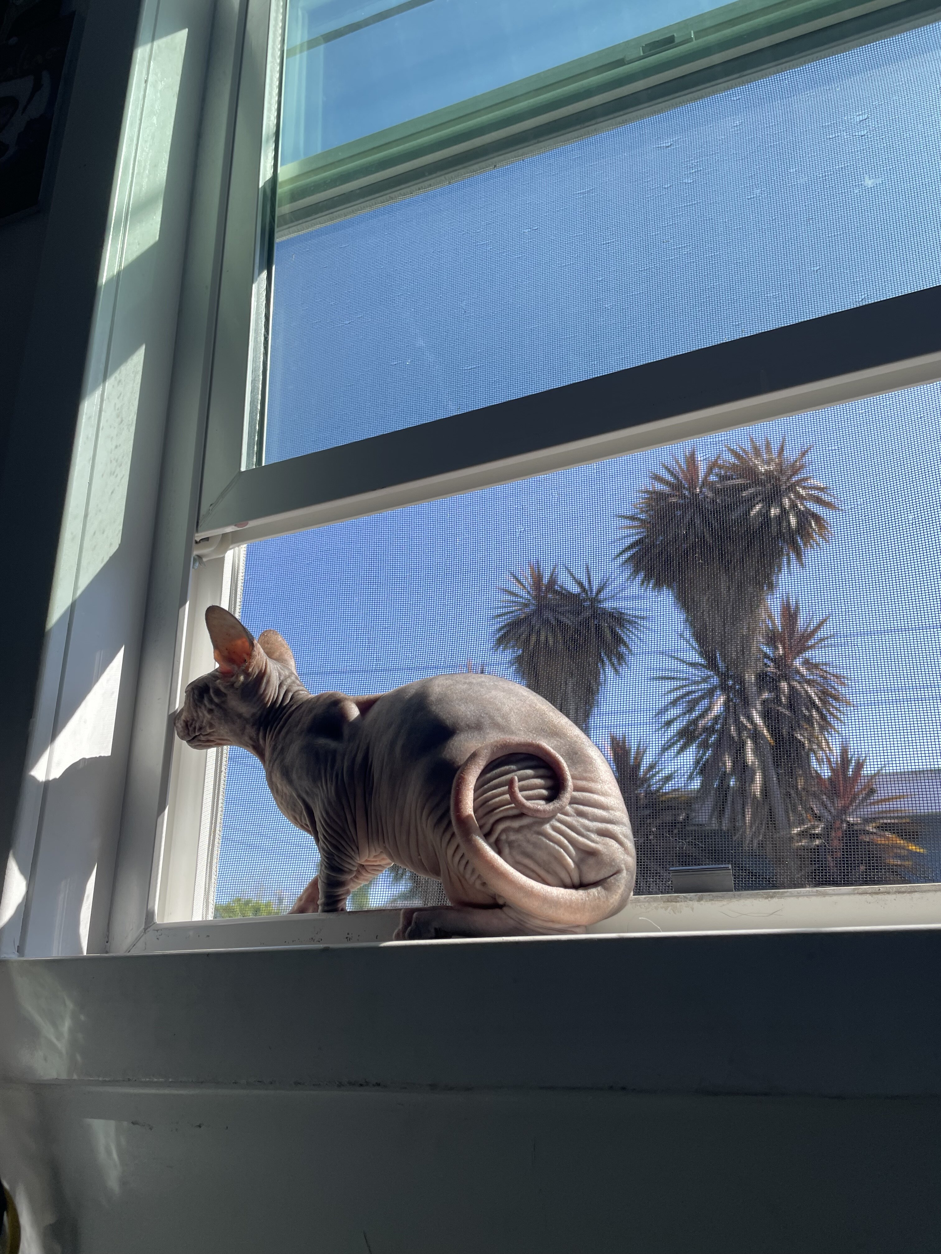 Sphynx image 3
