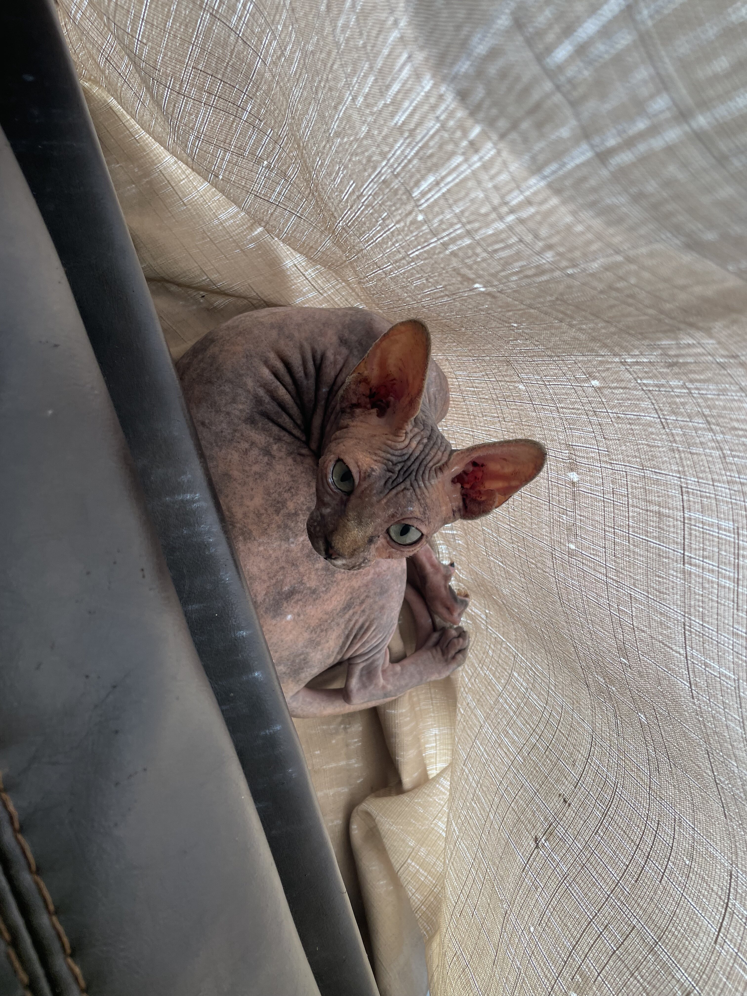 Sphynx image 1