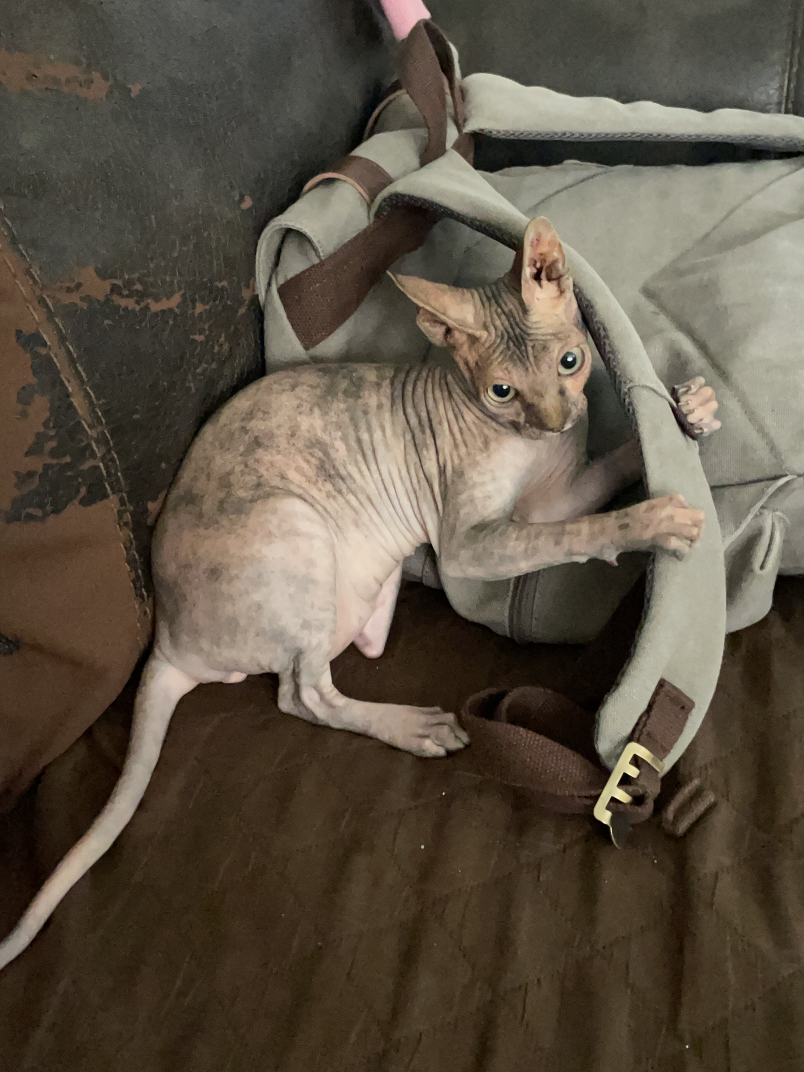 Sphynx image 2