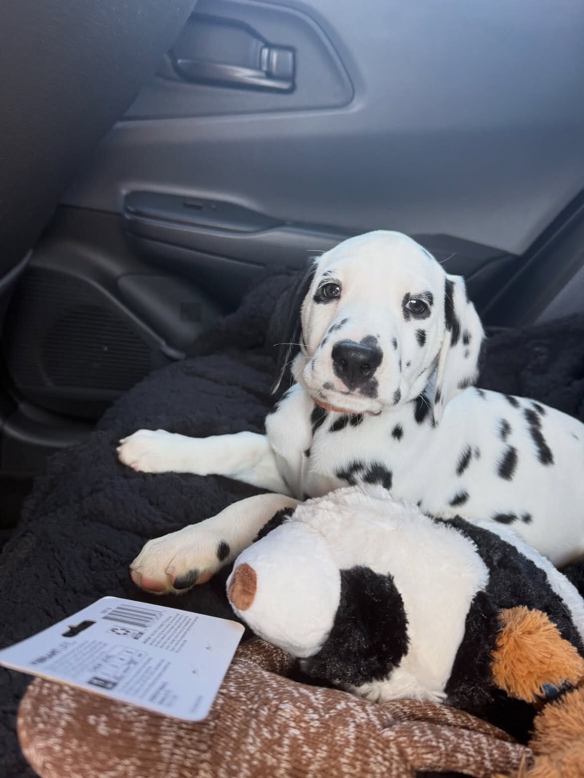 Trained Dalmatian puppy image 1