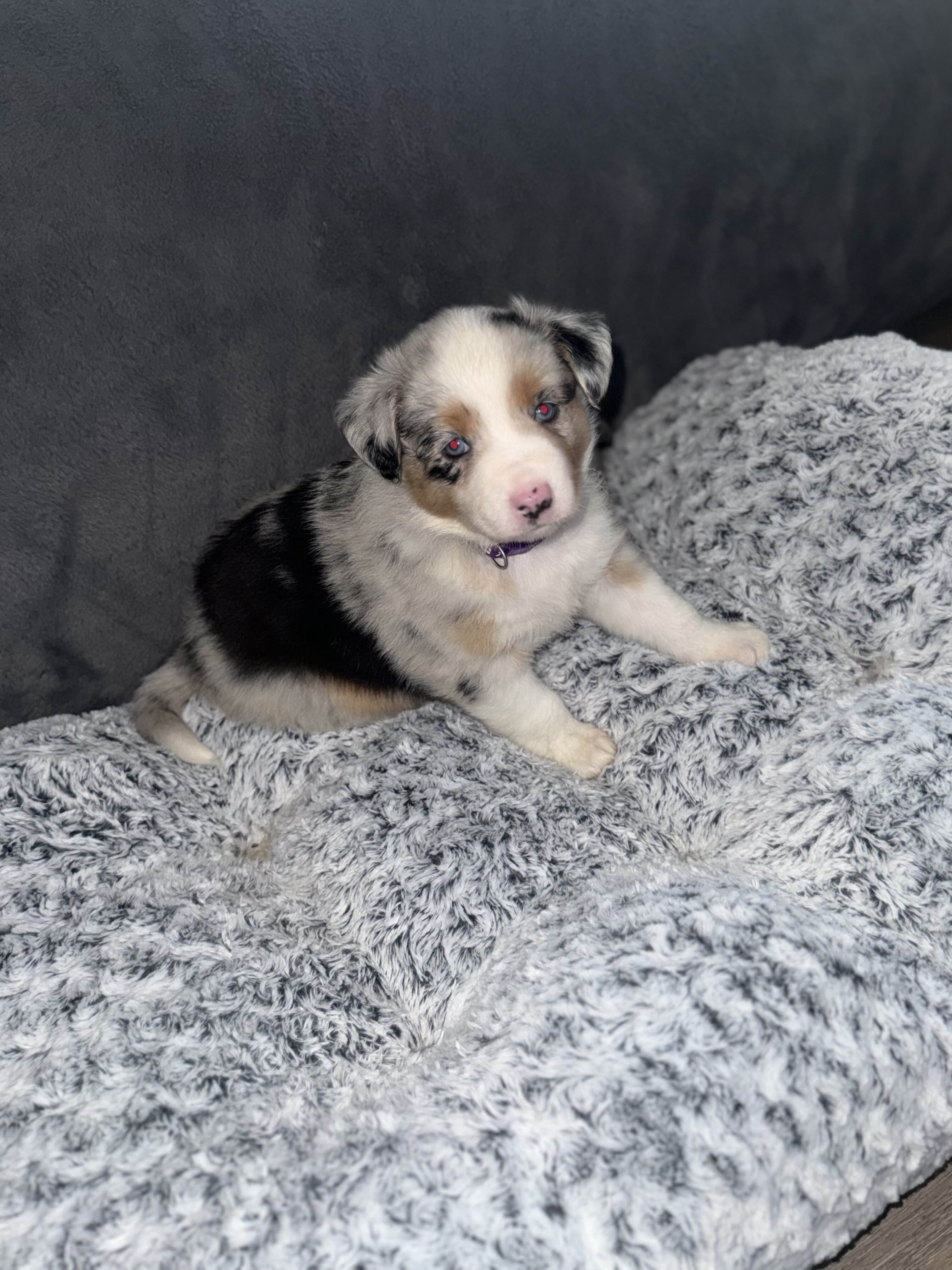 Australian Shepherds image 4
