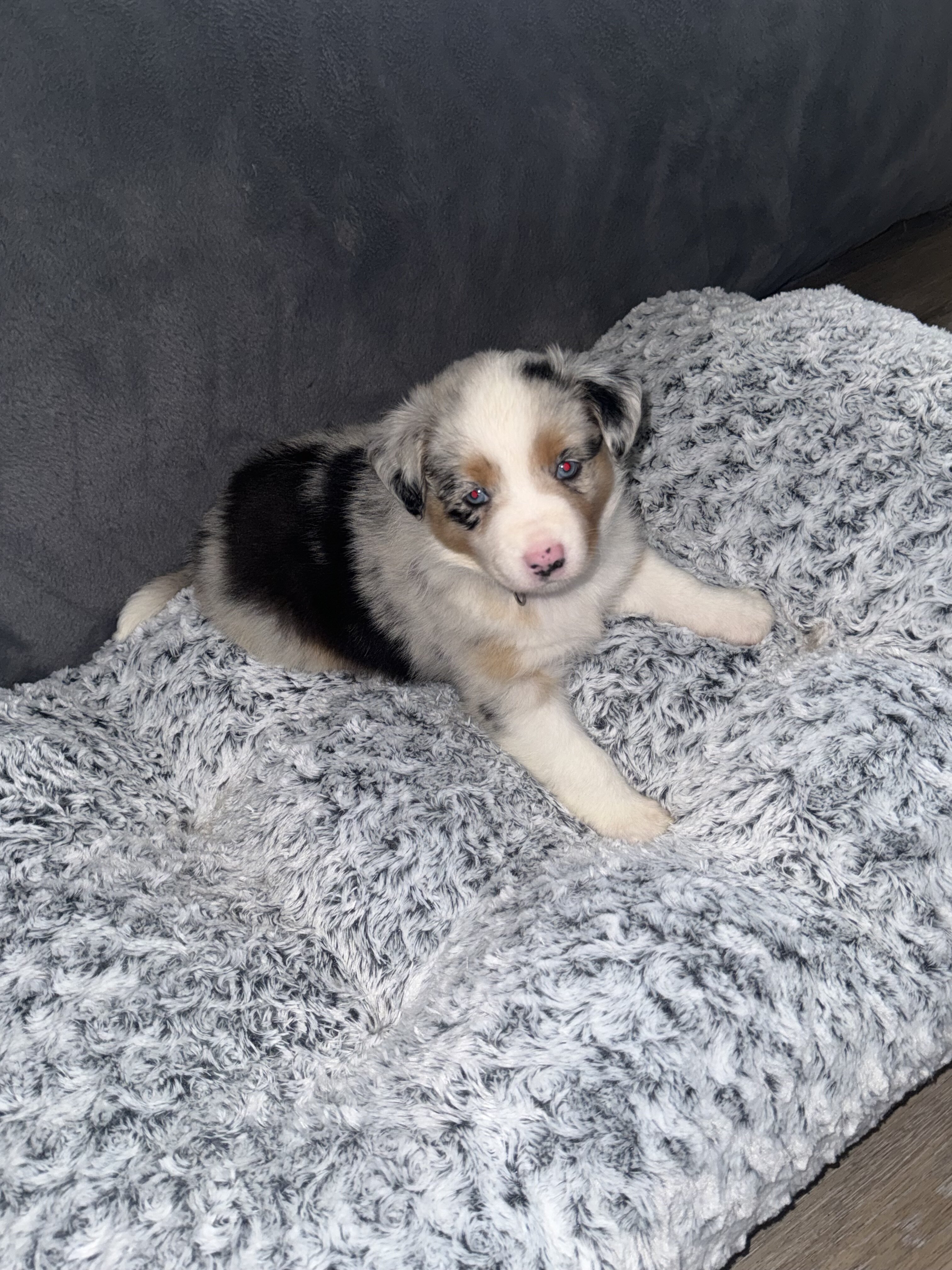 Australian Shepherds image 3