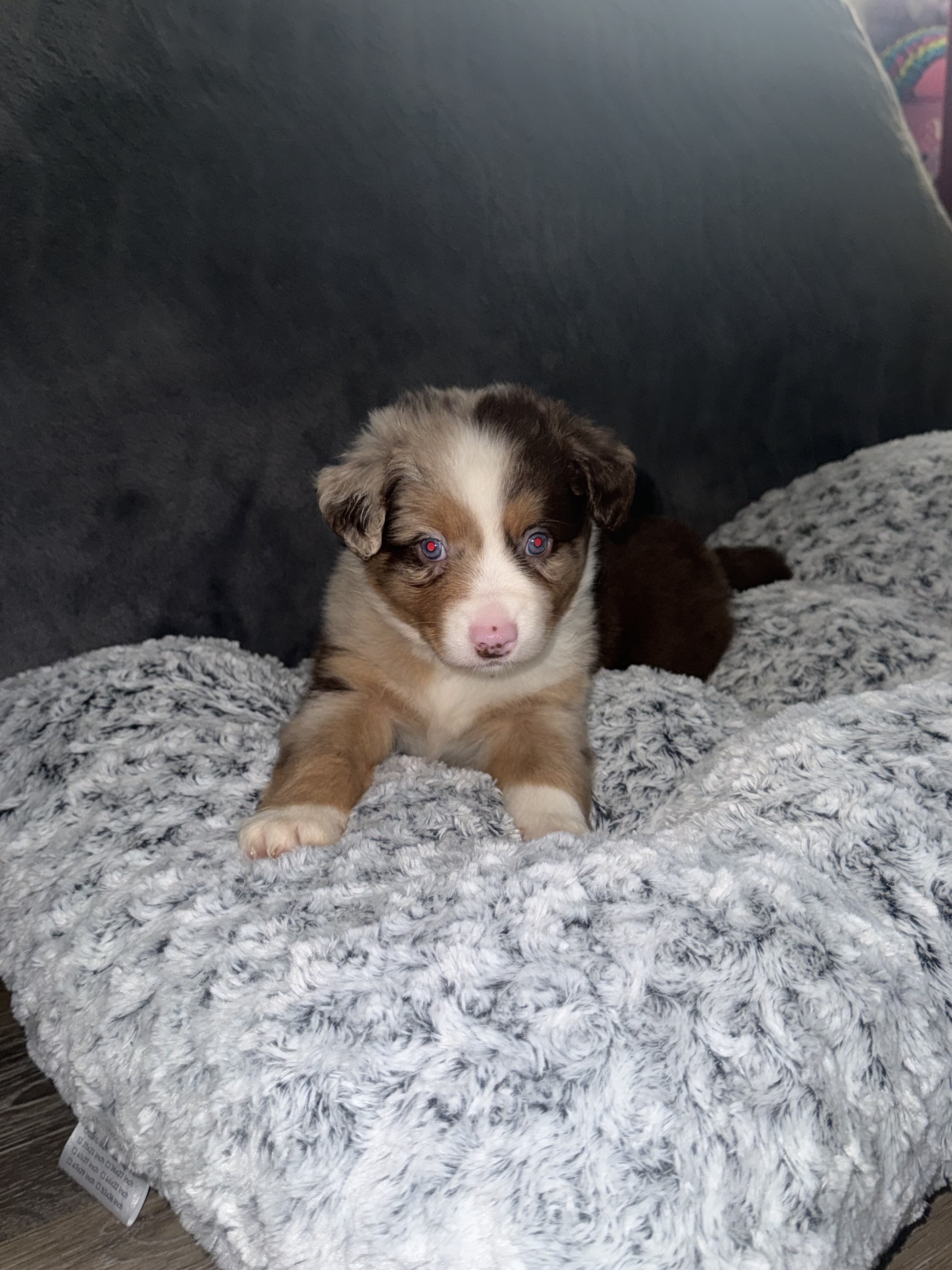 Australian Shepherds image 5