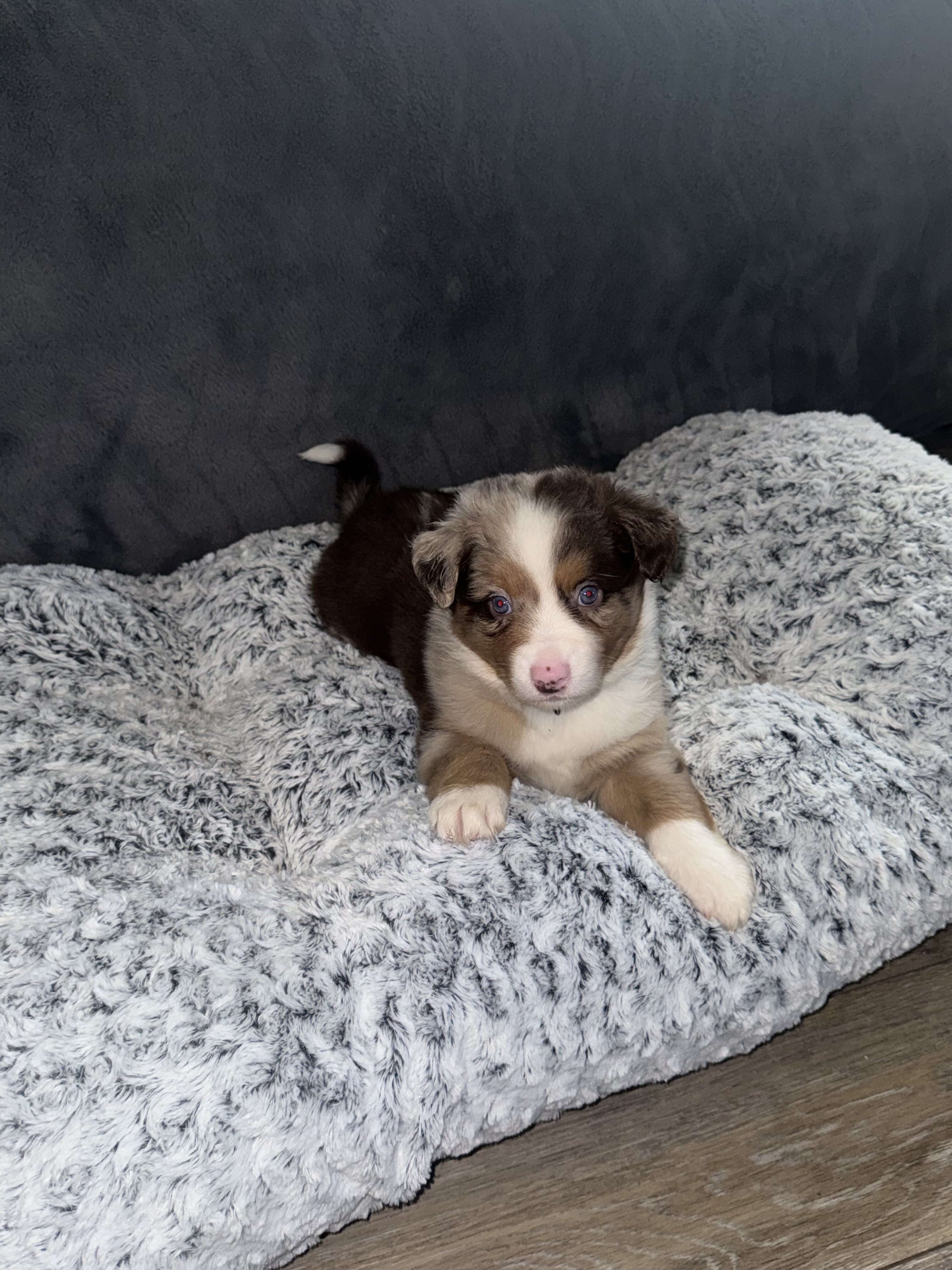 Australian Shepherds image 6