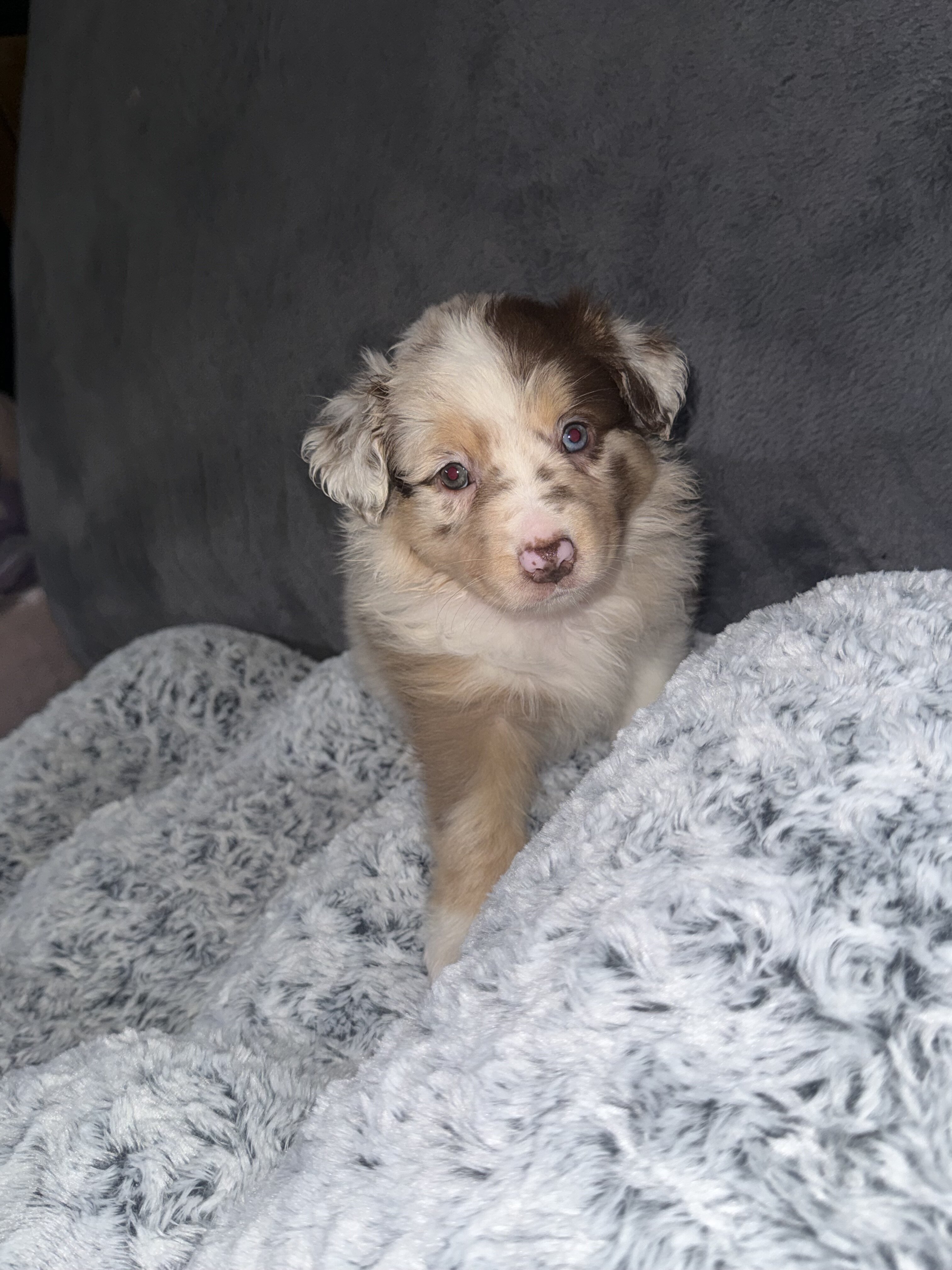 Australian Shepherds image 1