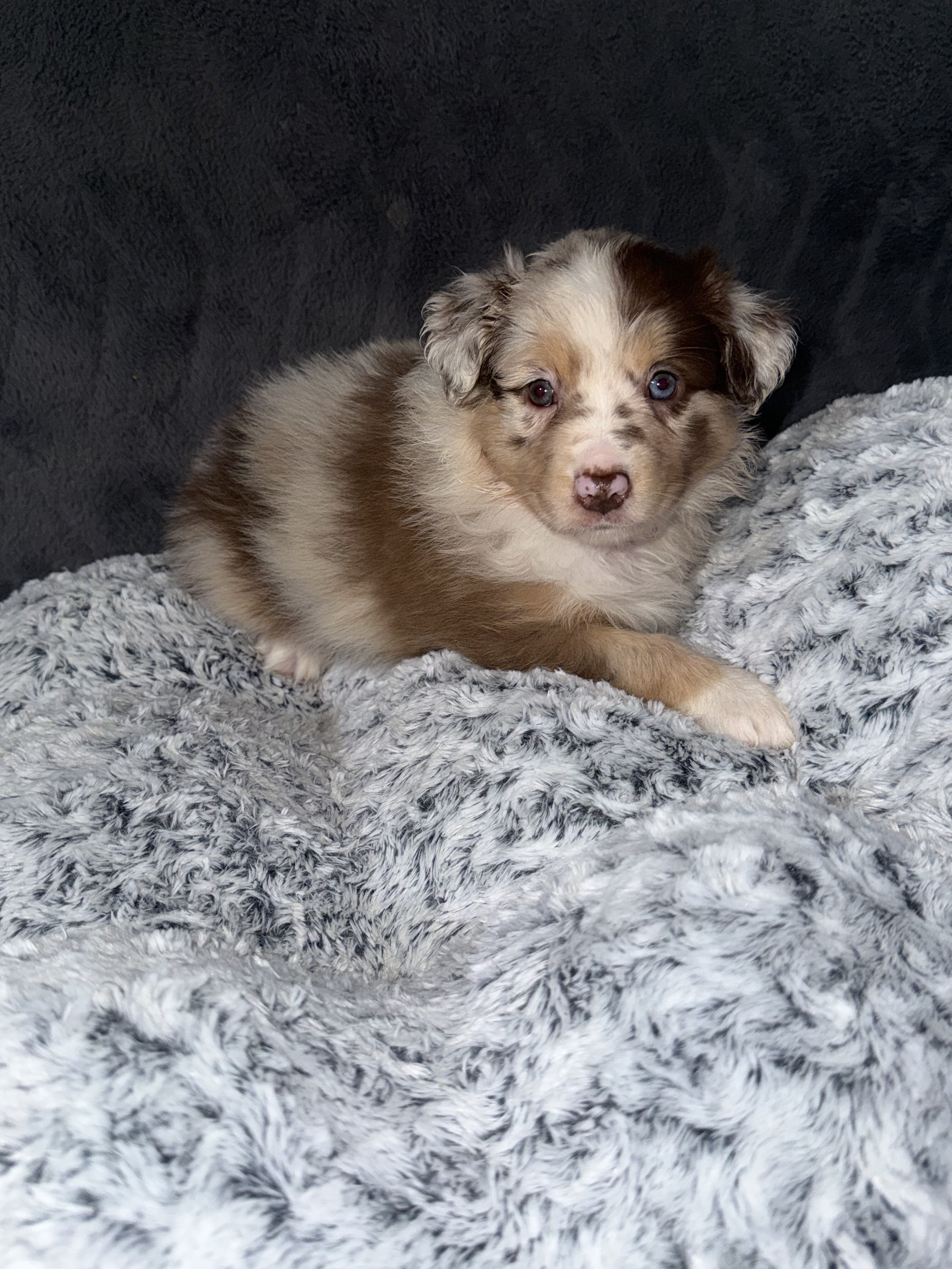 Australian Shepherds image 2
