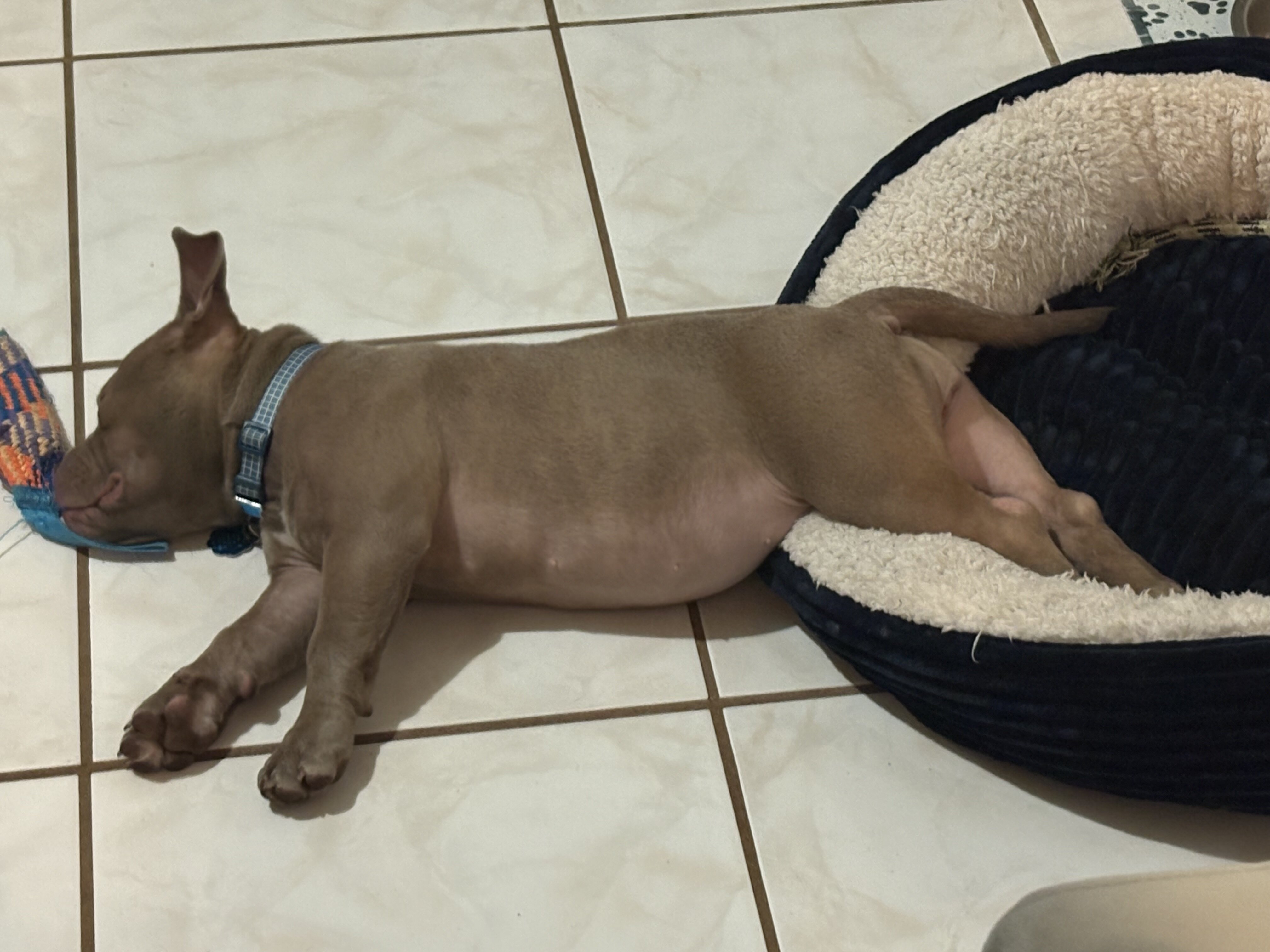 Aura 1 year old exotic pocket bully image 6