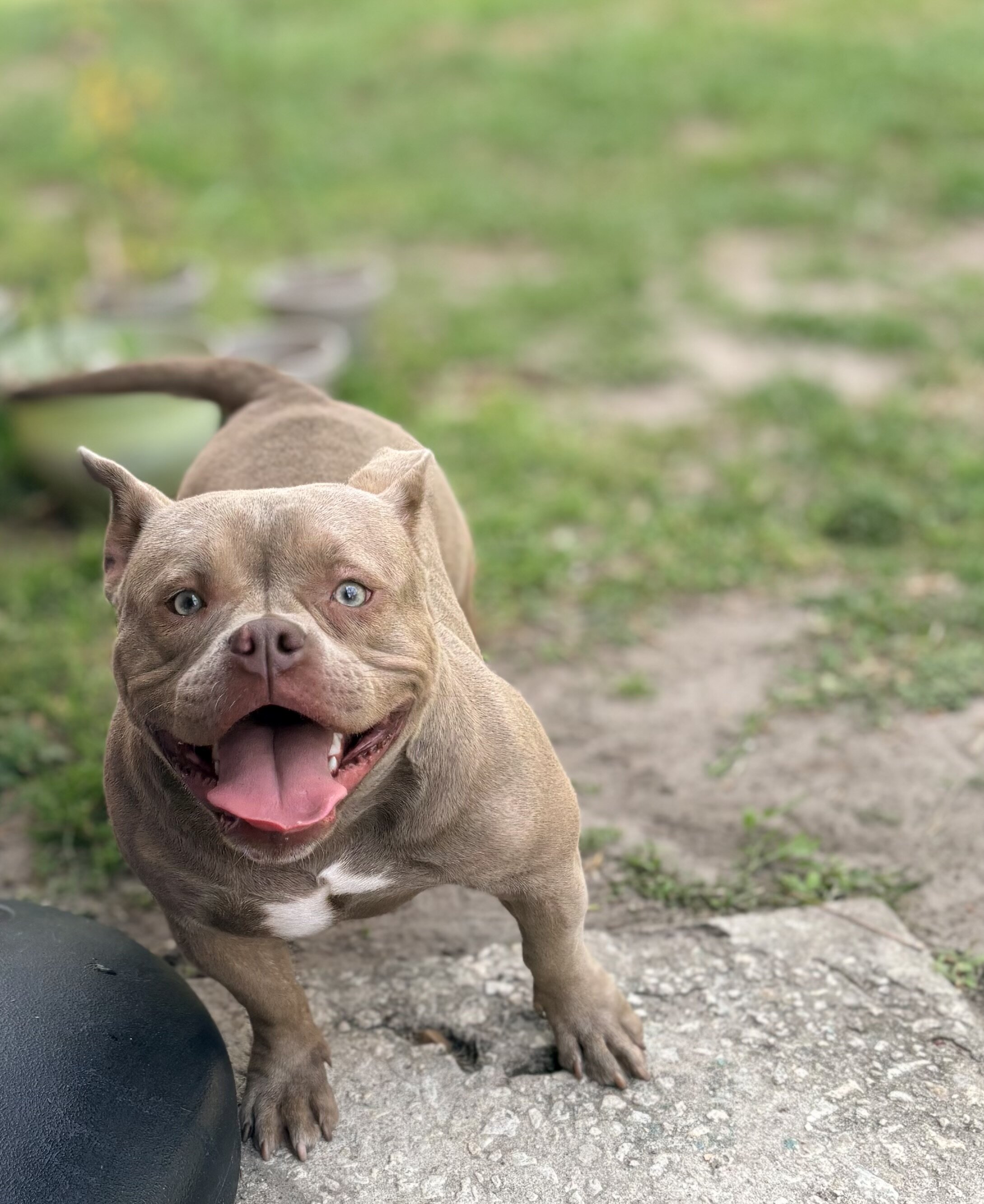 Aura 1 year old exotic pocket bully image 1