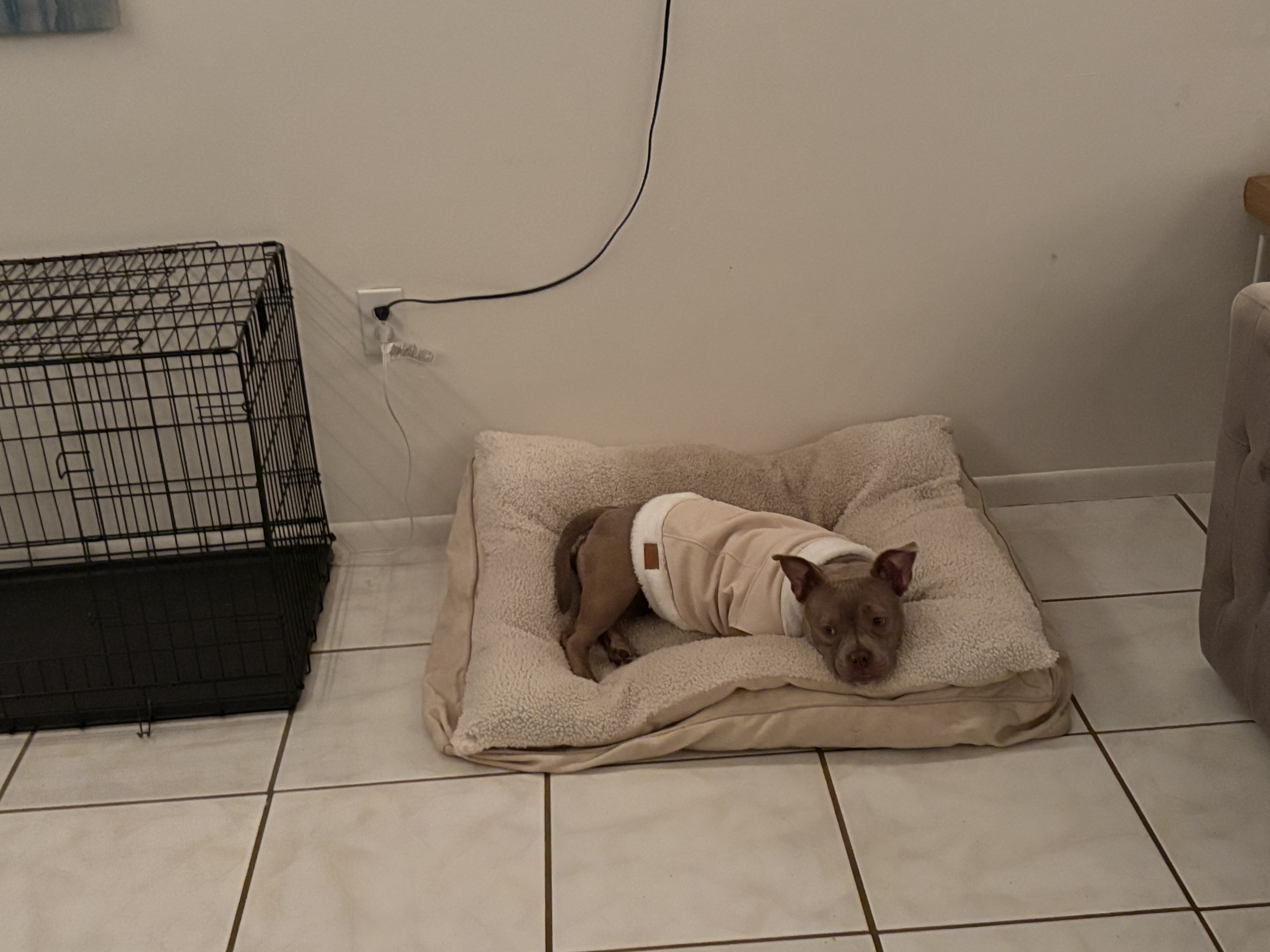 Aura 1 year old exotic pocket bully image 5