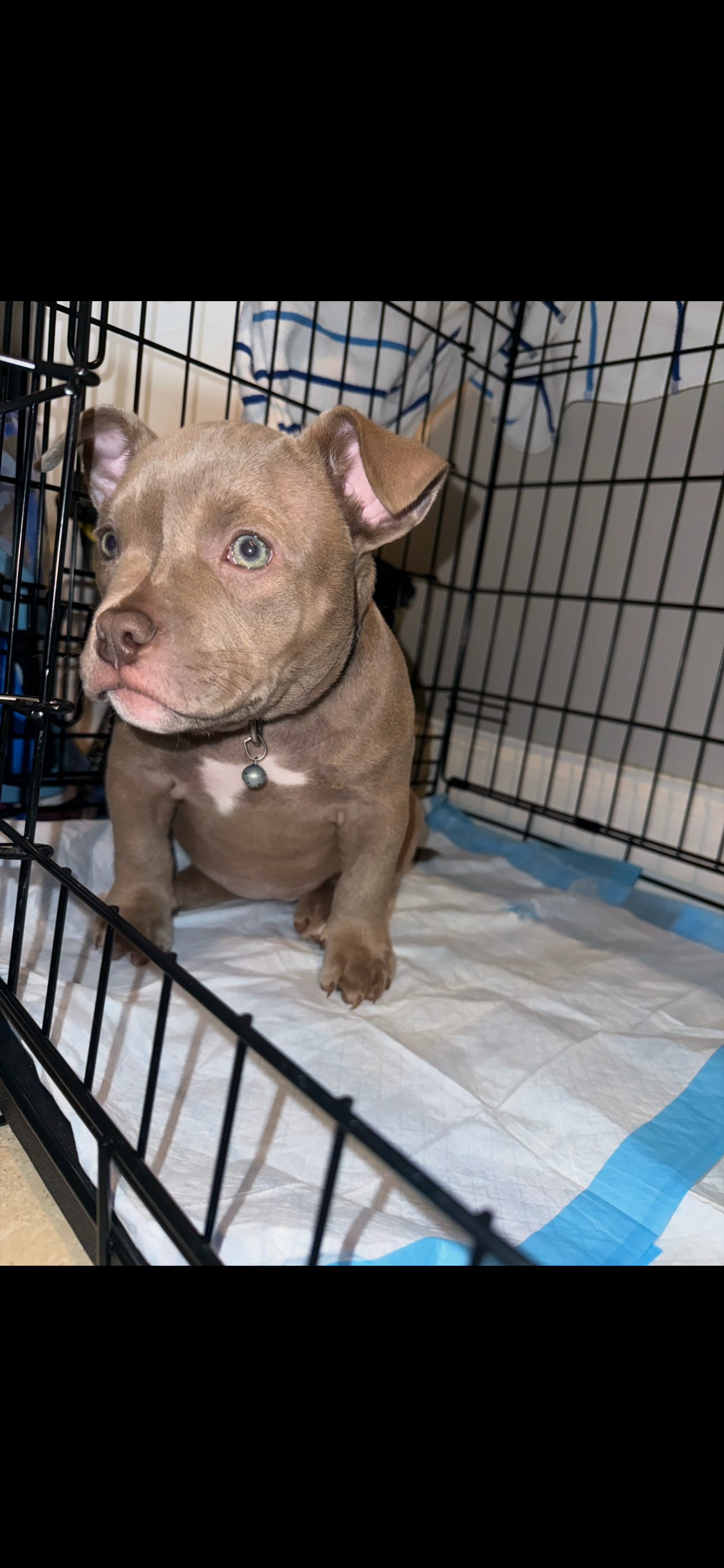 Aura 1 year old exotic pocket bully image 9