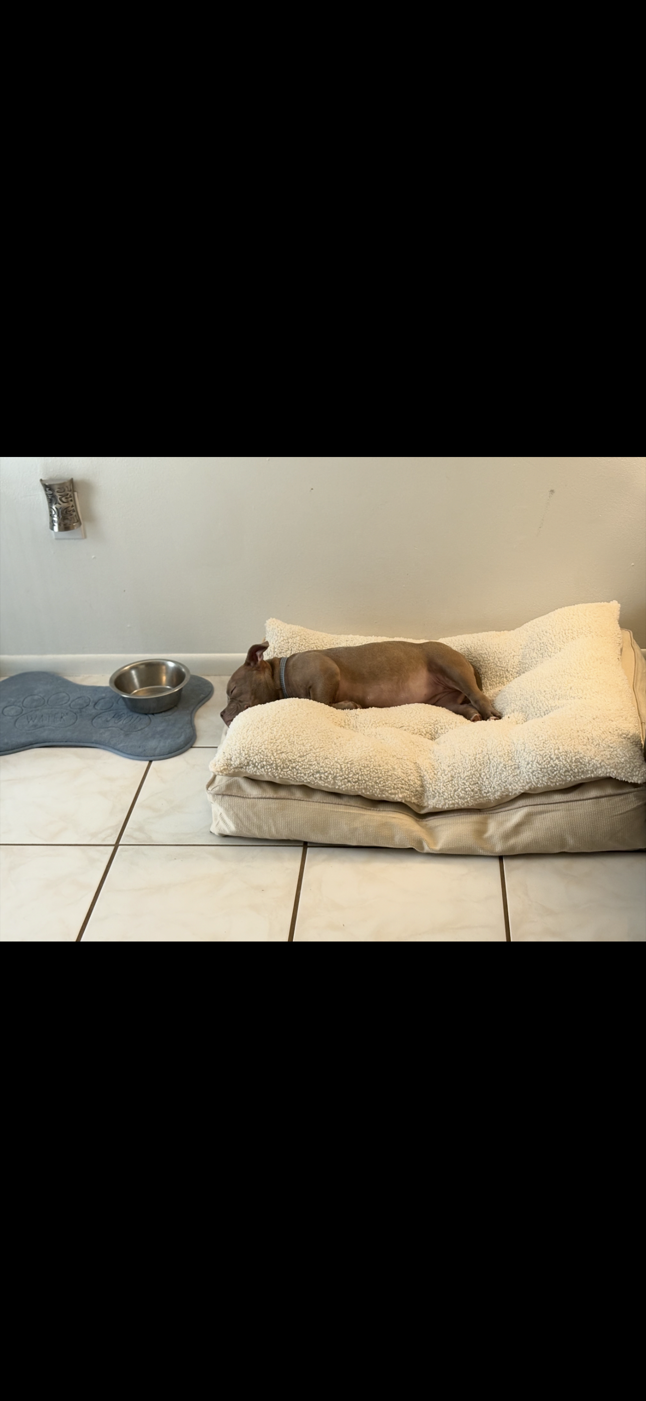 Aura 1 year old exotic pocket bully image 10