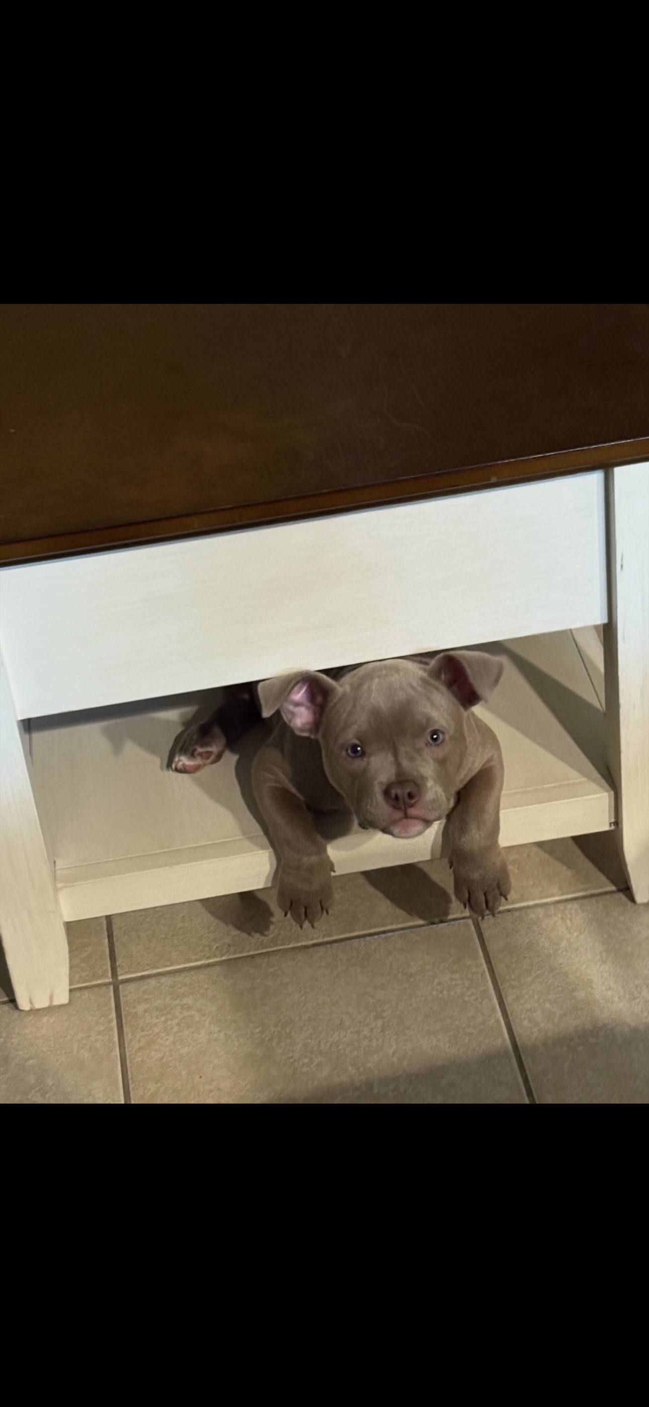 Aura 1 year old exotic pocket bully image 8