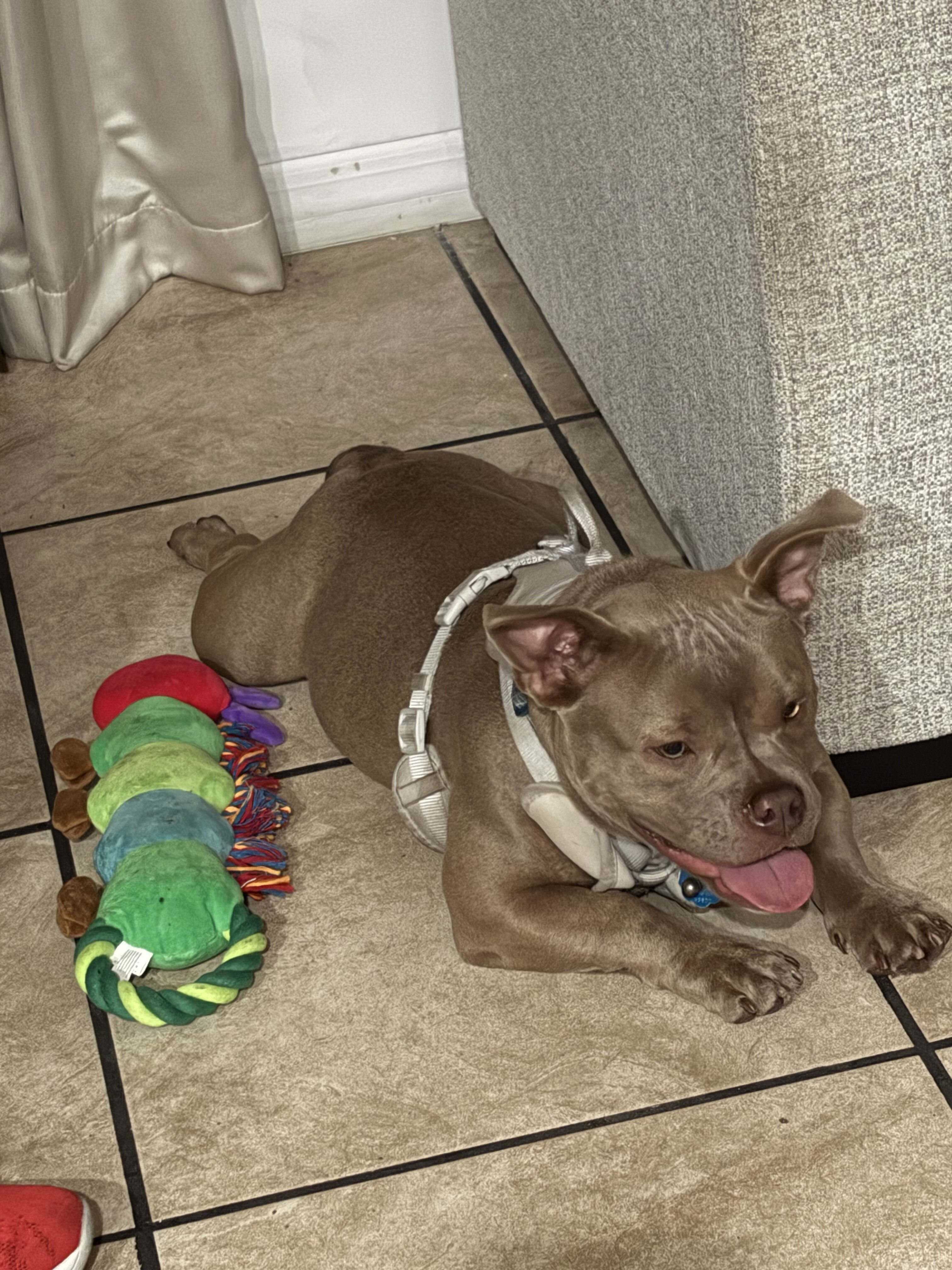 Aura 1 year old exotic pocket bully image 4