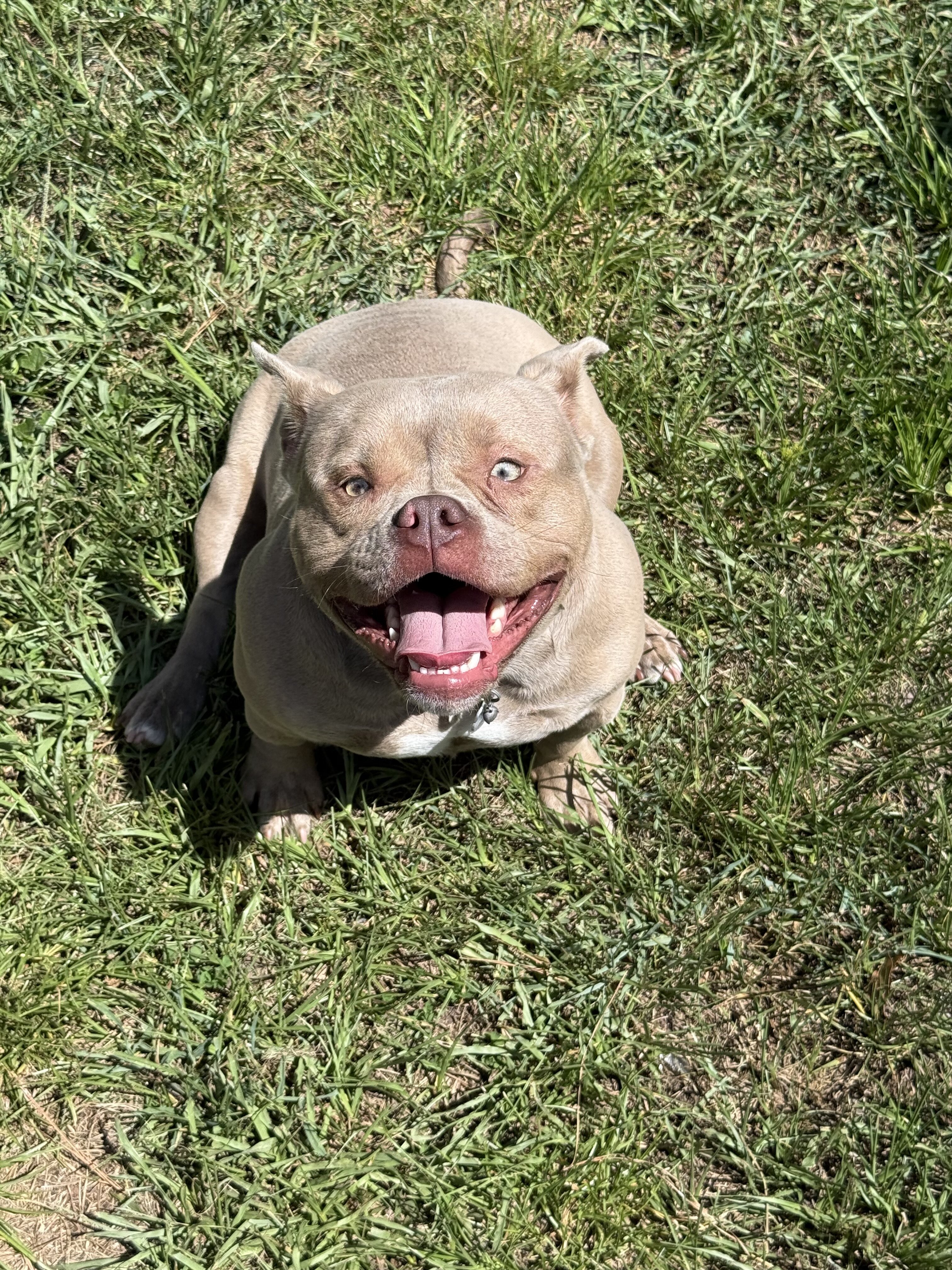 Aura 1 year old exotic pocket bully image 2