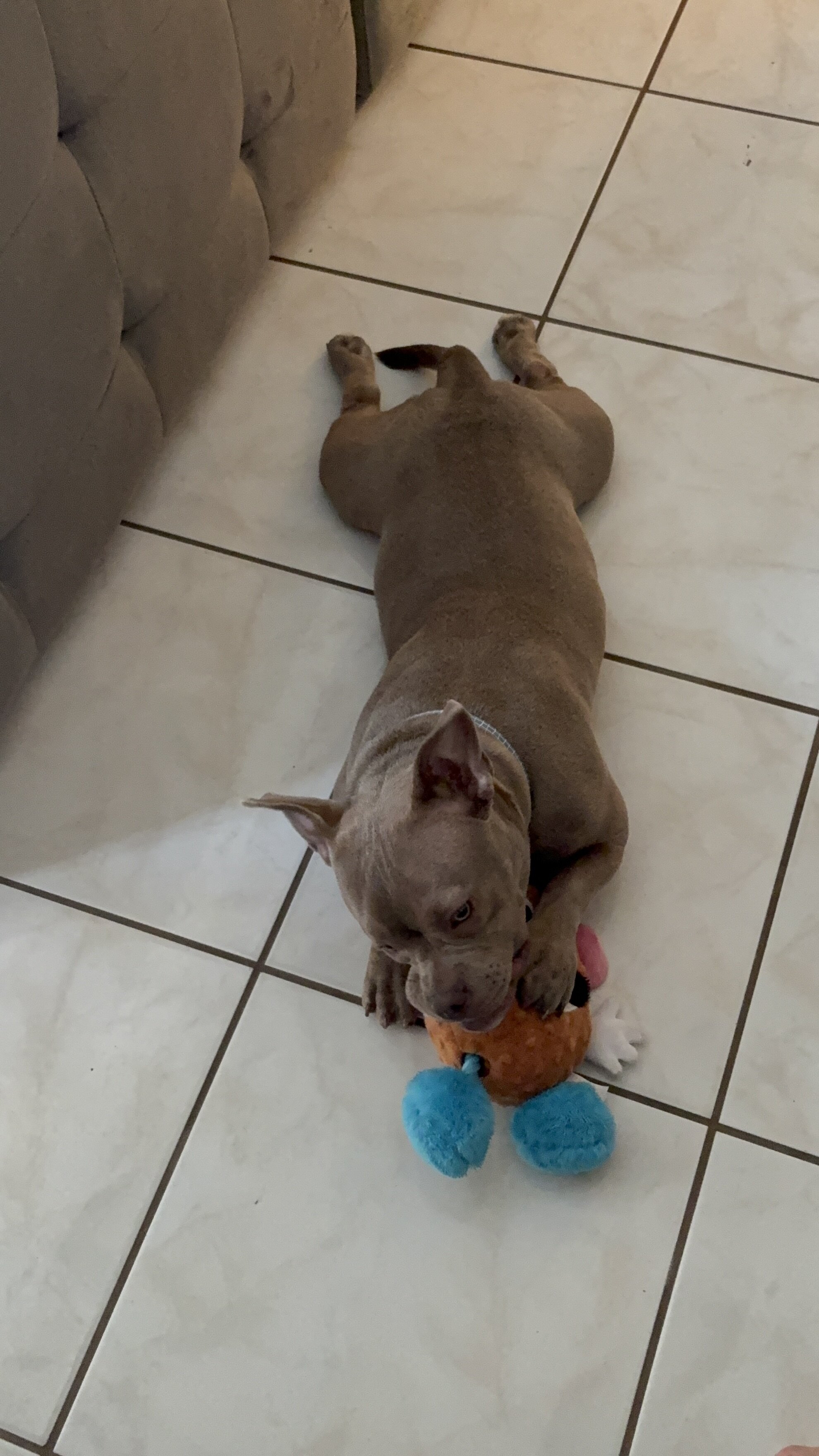 Aura 1 year old exotic pocket bully image 3