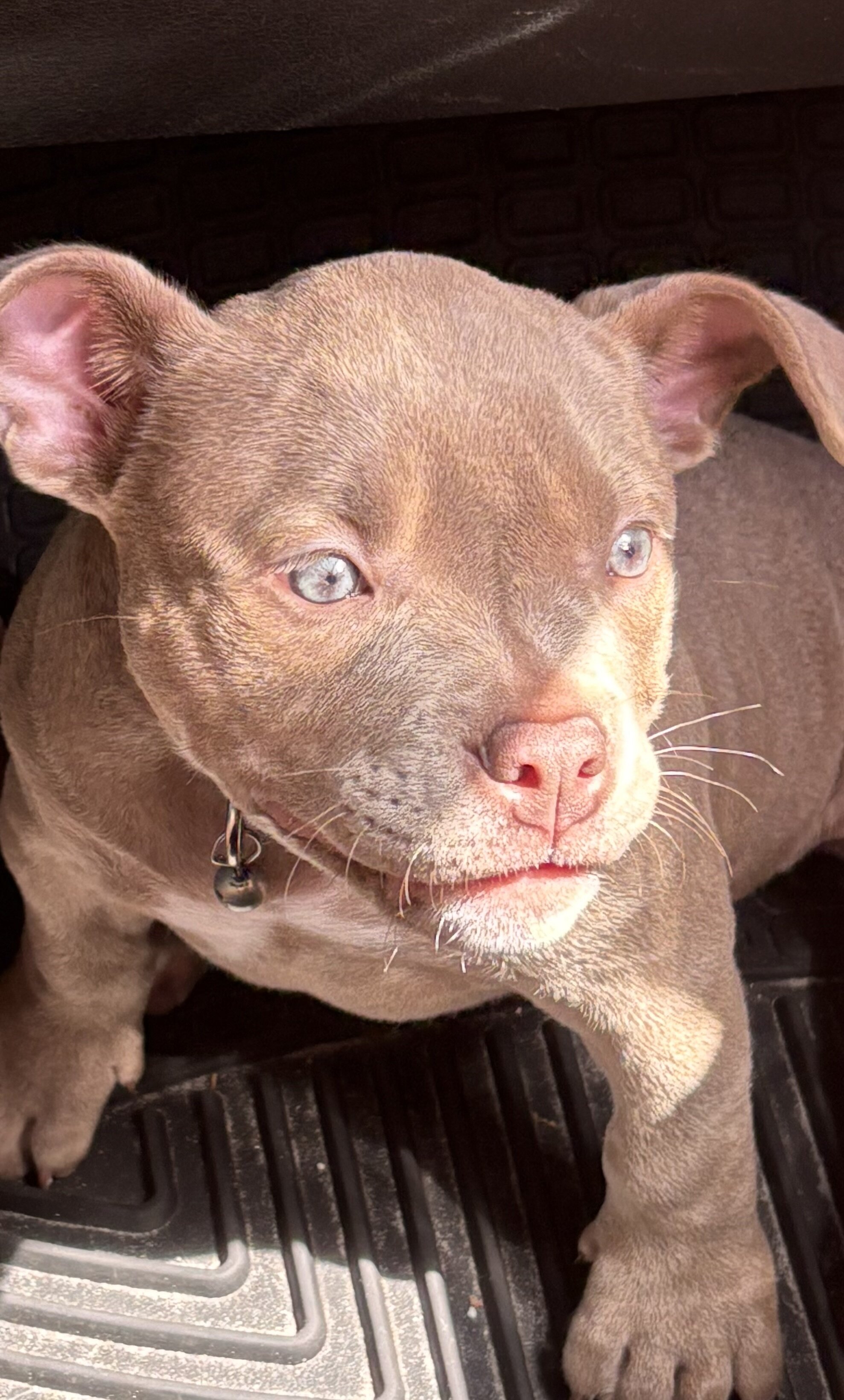 Aura 1 year old exotic pocket bully image 7