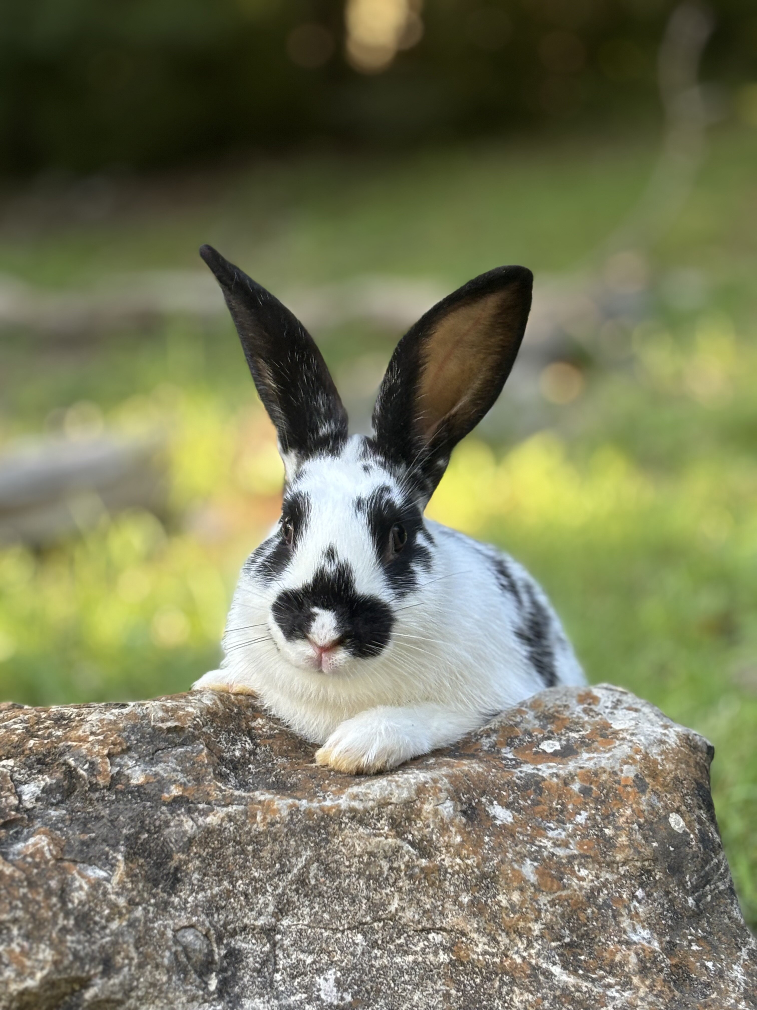 New Zealand / Rex cross rabbits image 4
