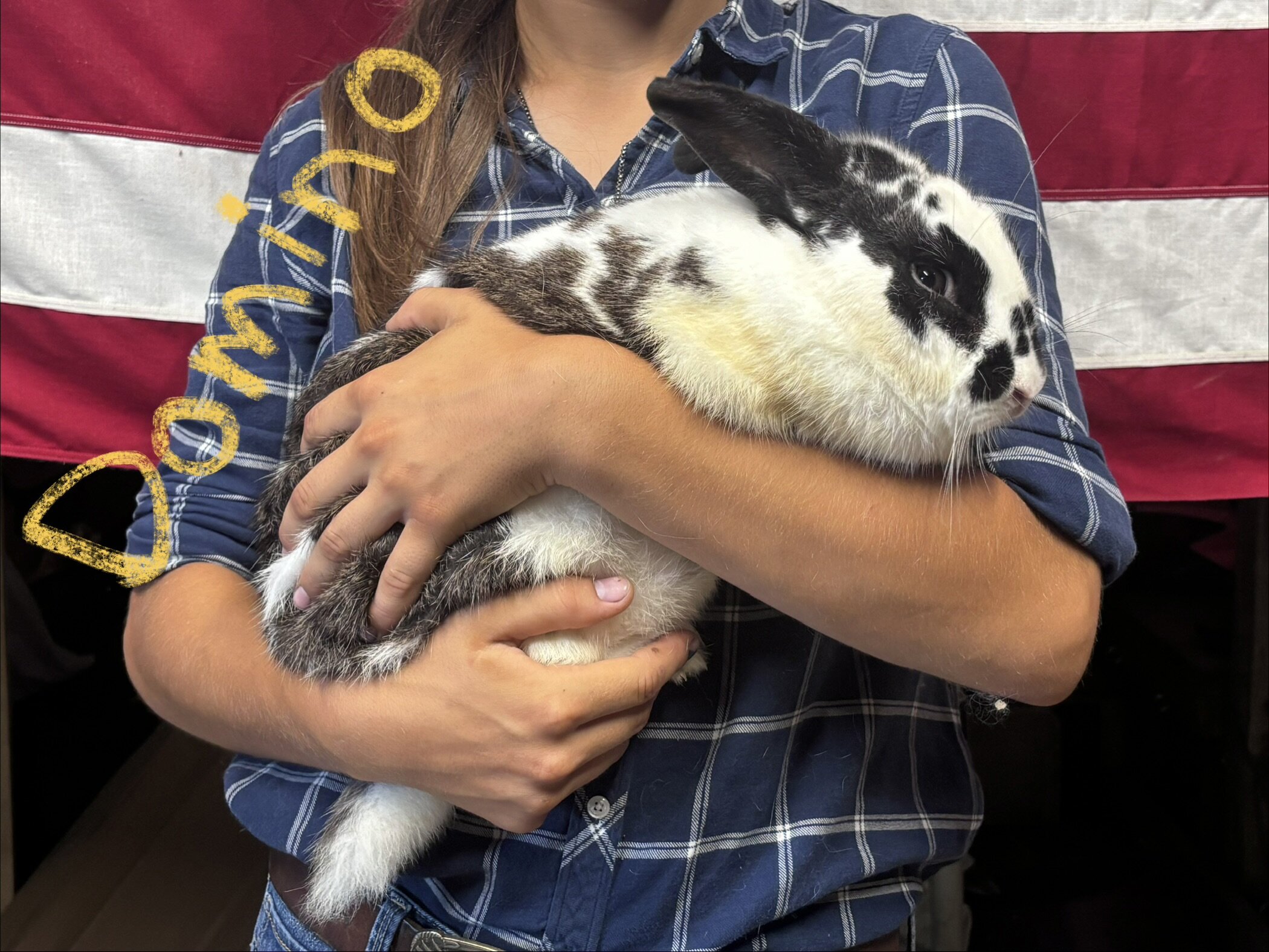 New Zealand / Rex cross rabbits image 6