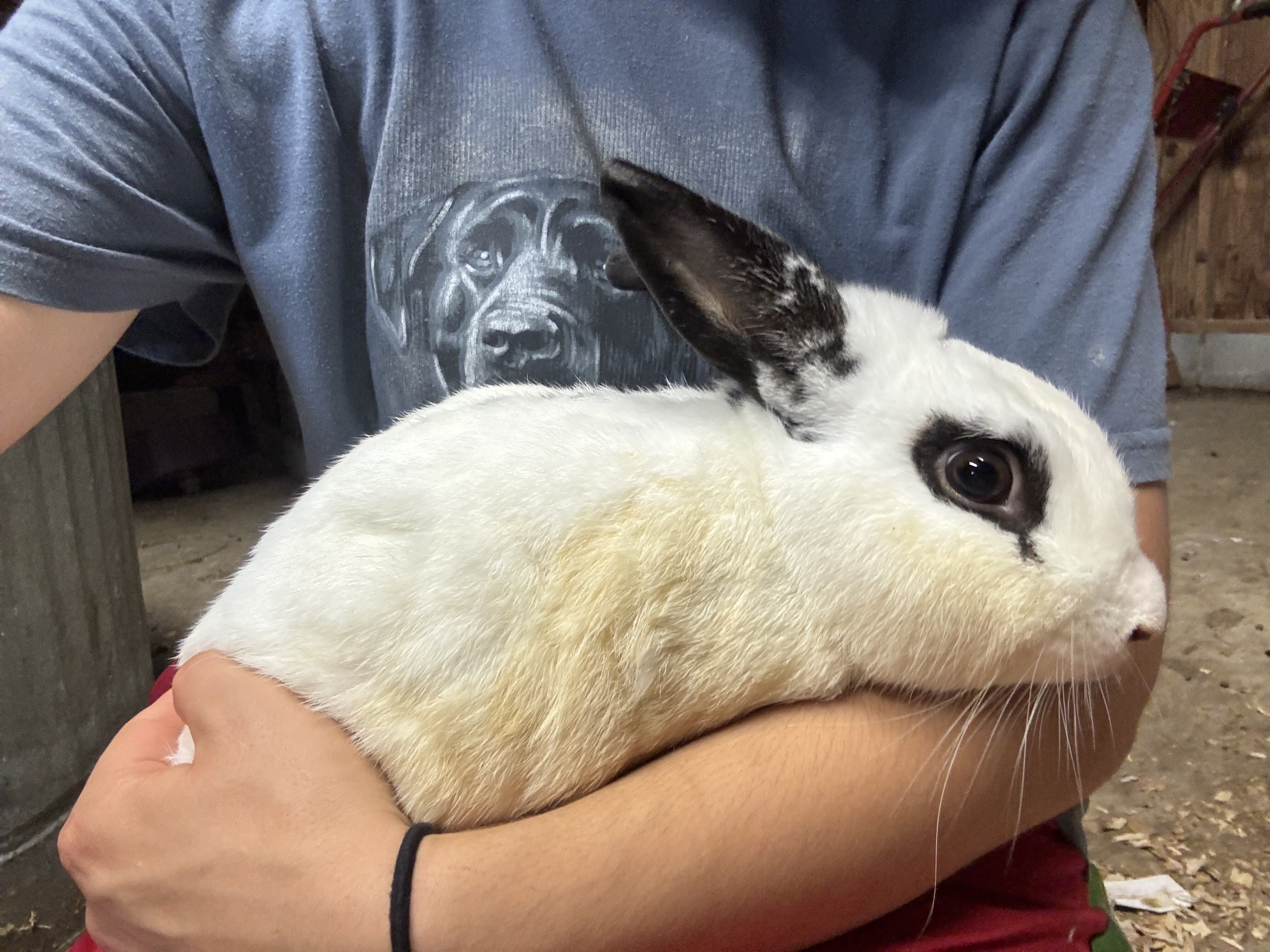 New Zealand / Rex cross rabbits image 2