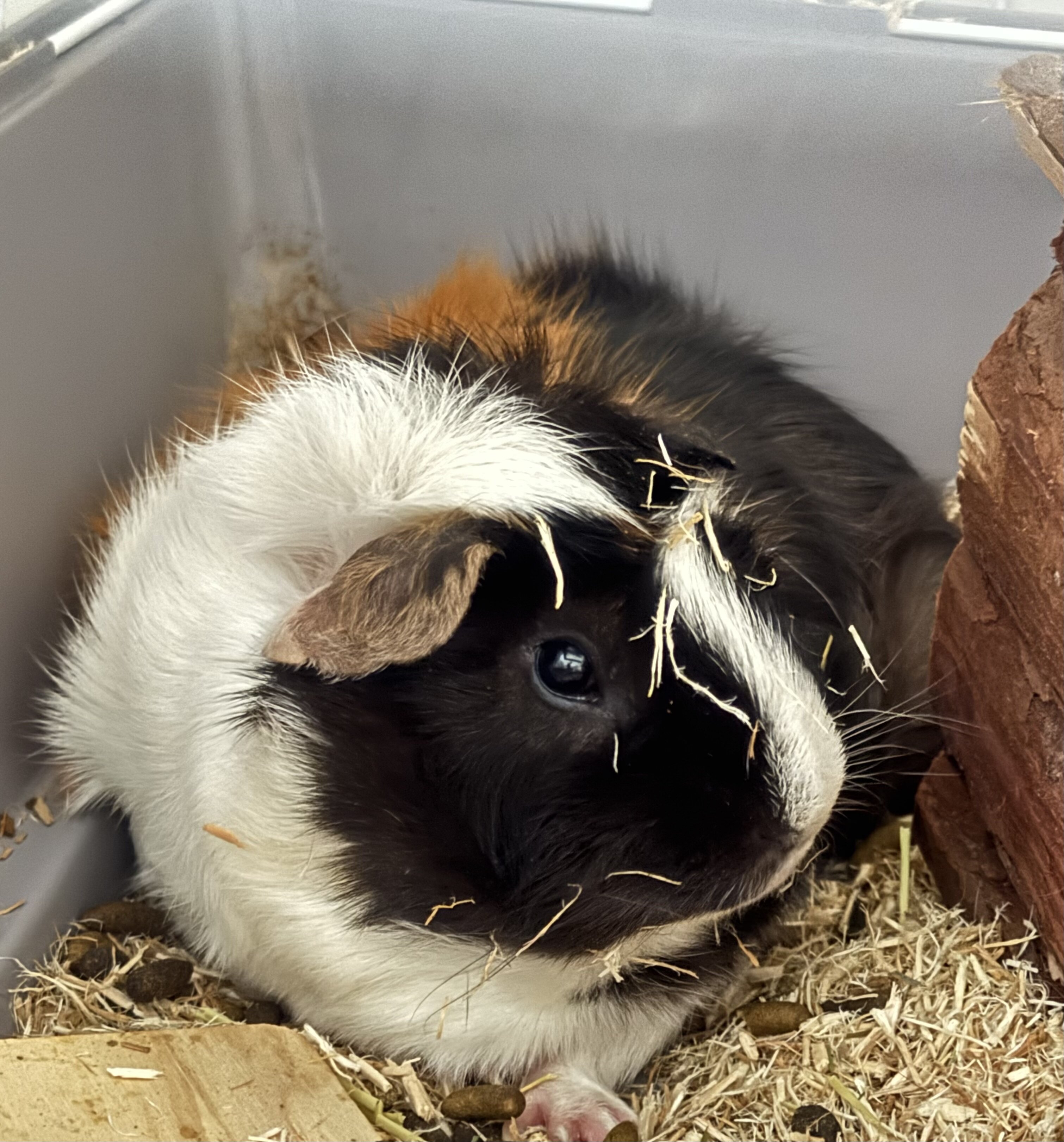 Guinea pig image 1