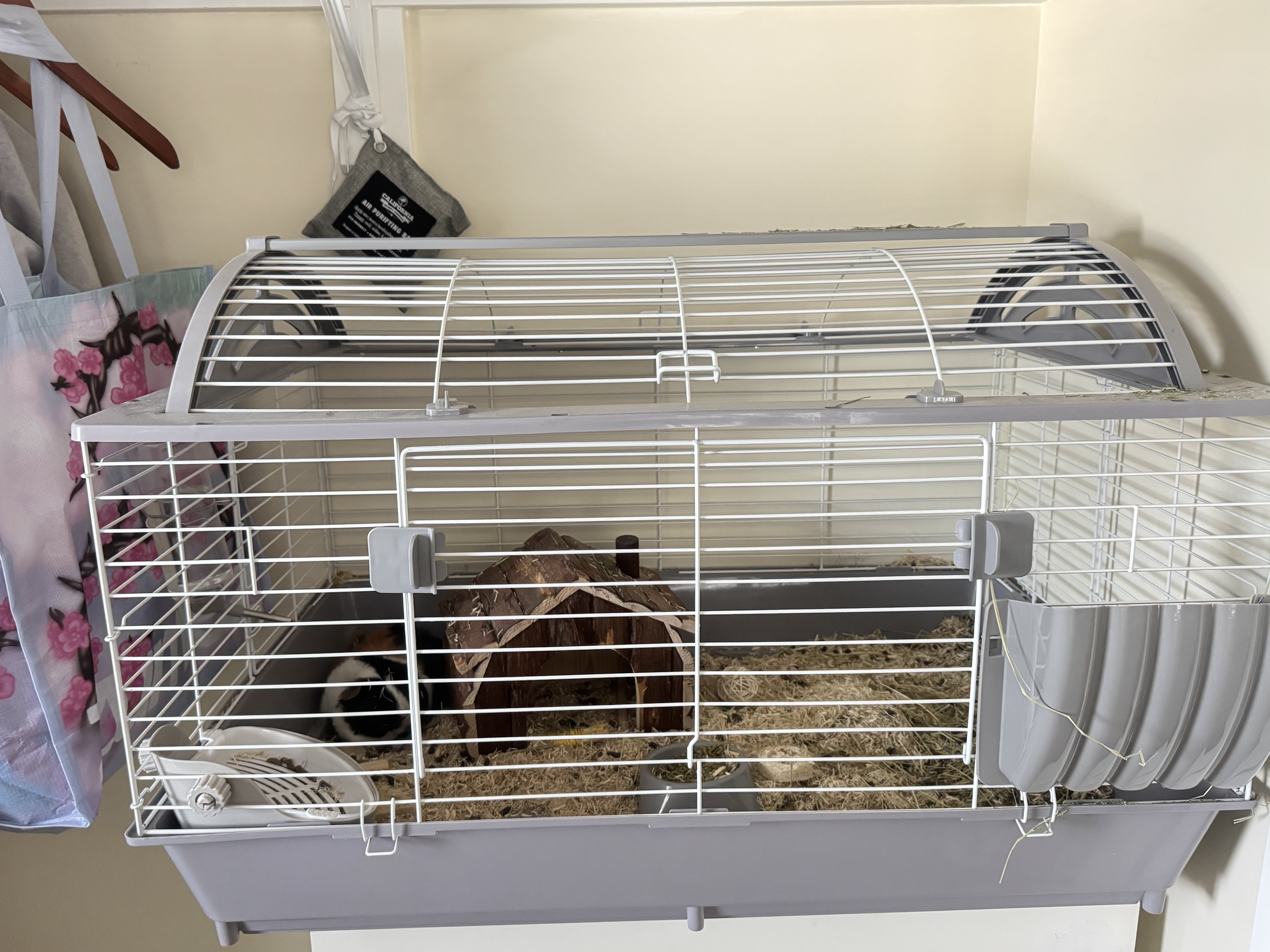 Guinea pig image 2
