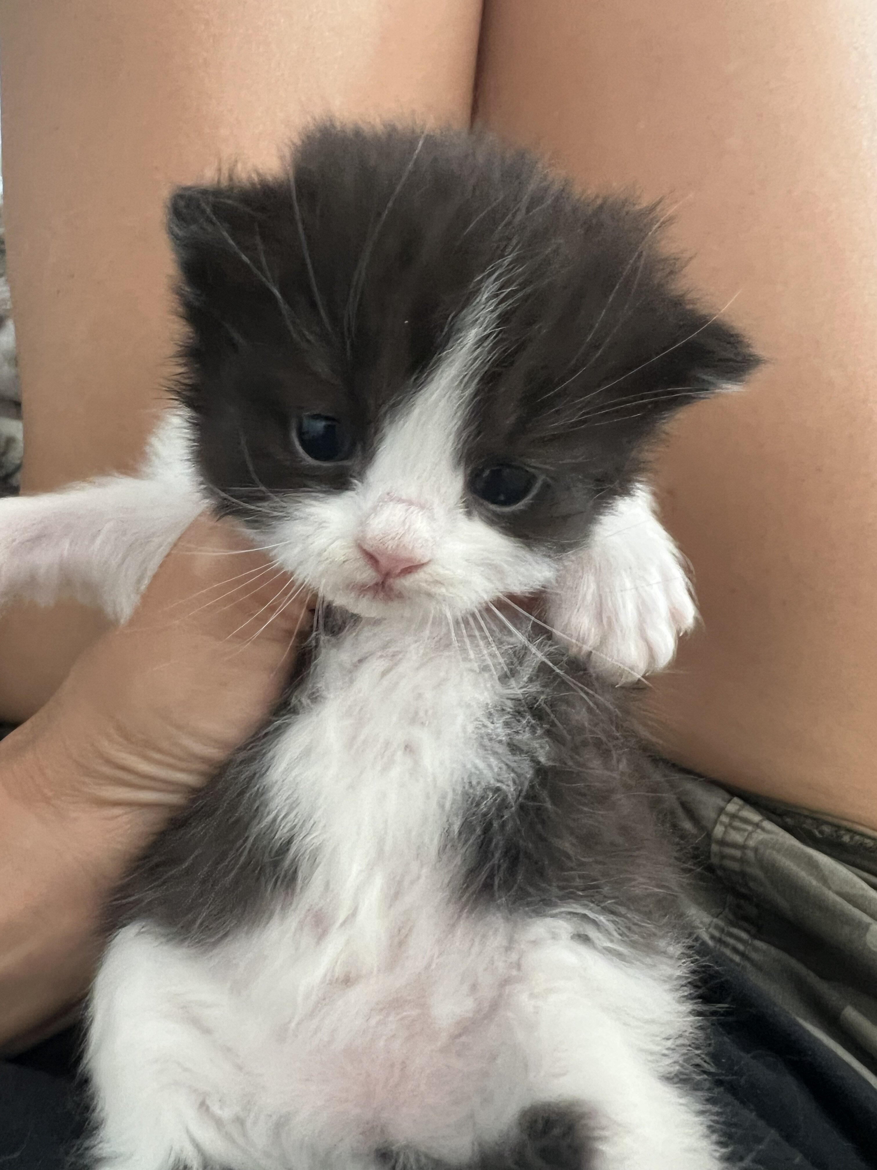 Persian/ Himalayan Kittens image 3