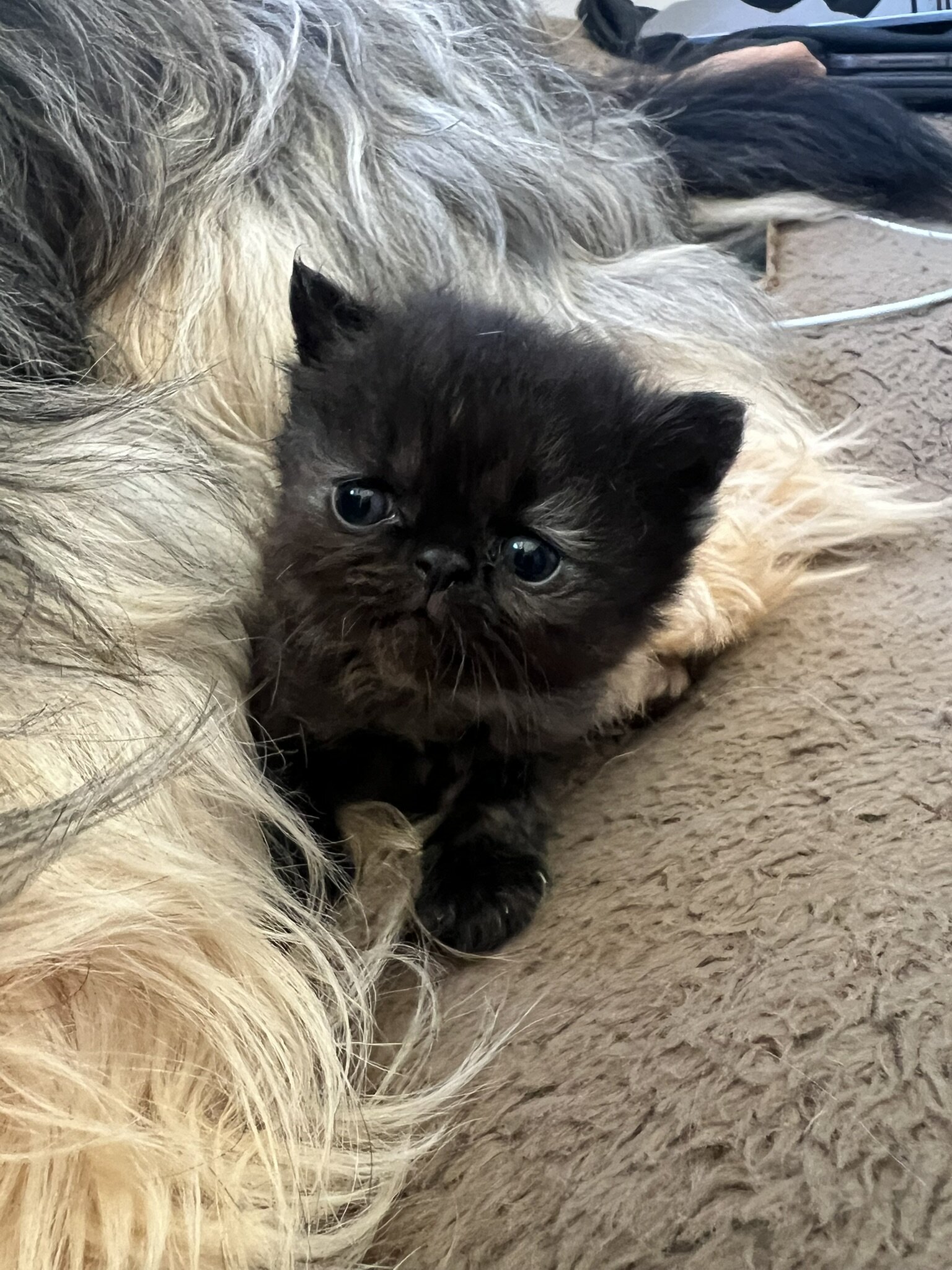 Persian/ Himalayan Kittens image 2