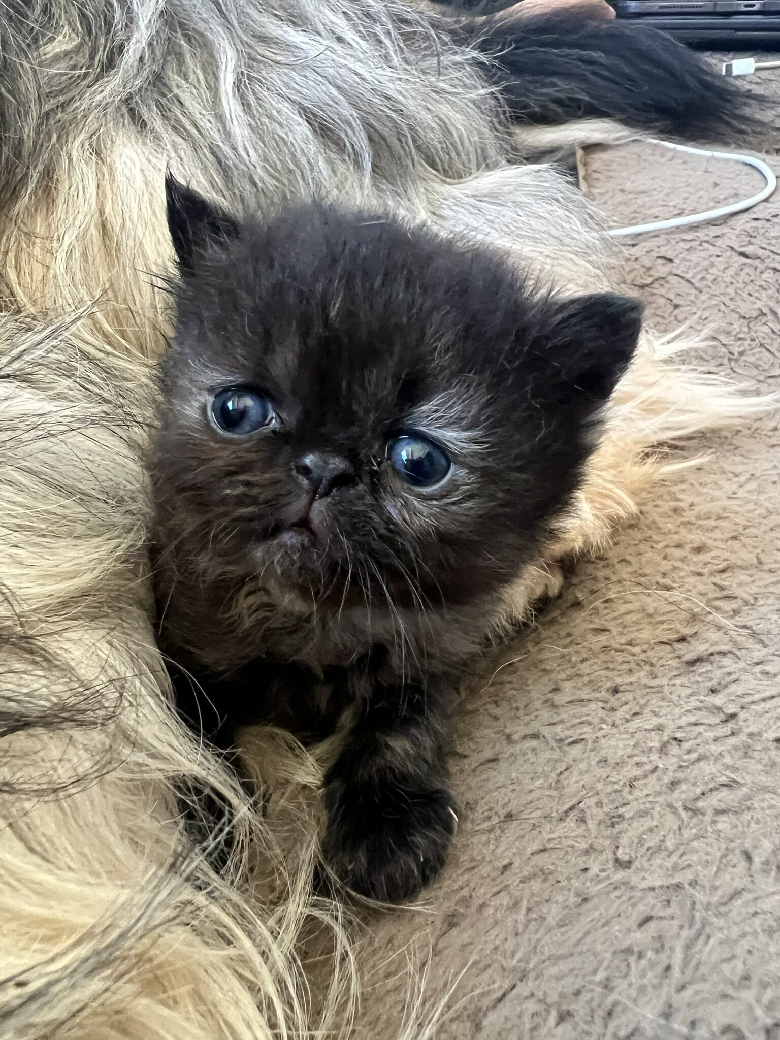 Persian/ Himalayan Kittens image 1
