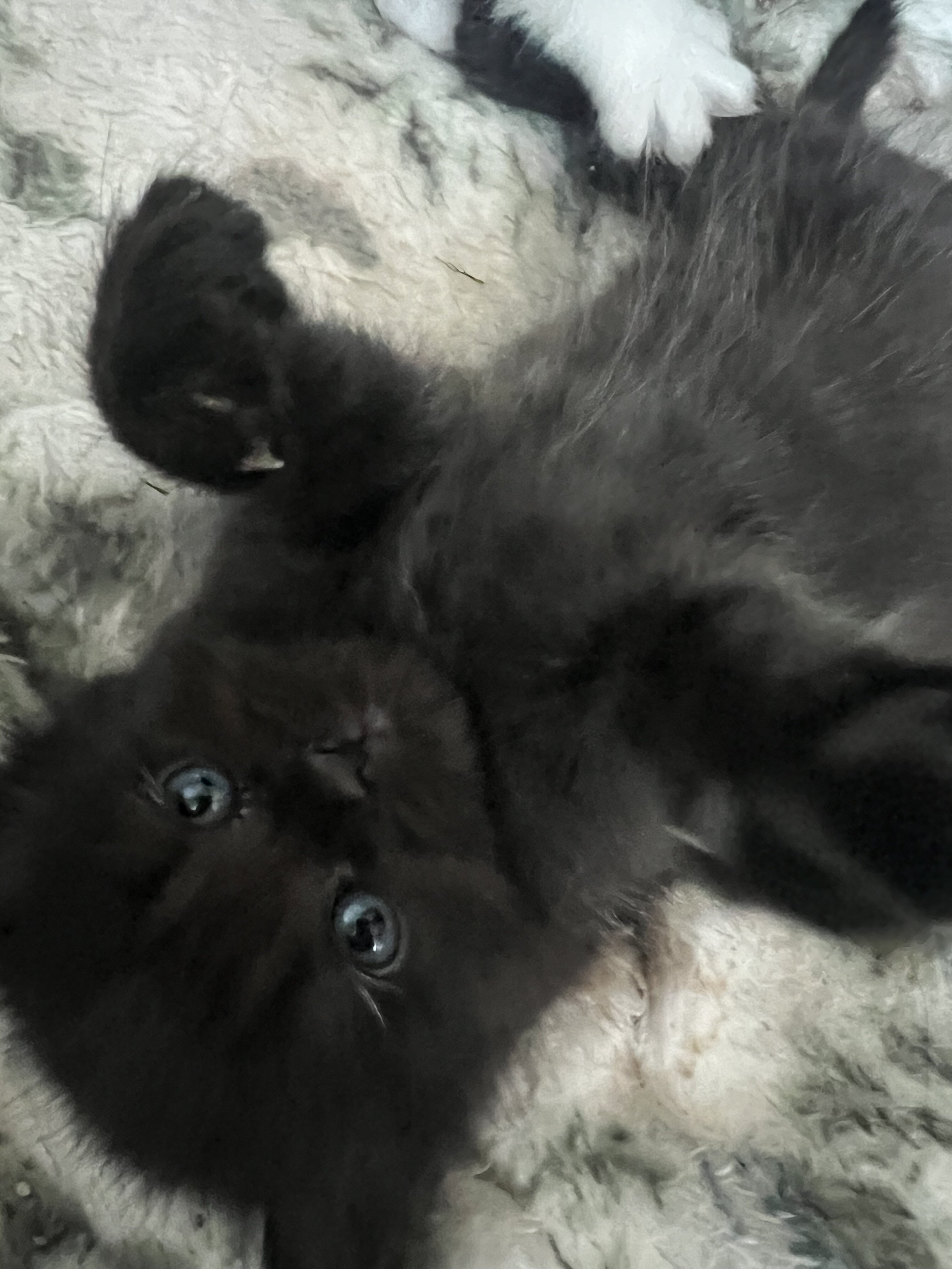 Persian/ Himalayan Kittens image 8
