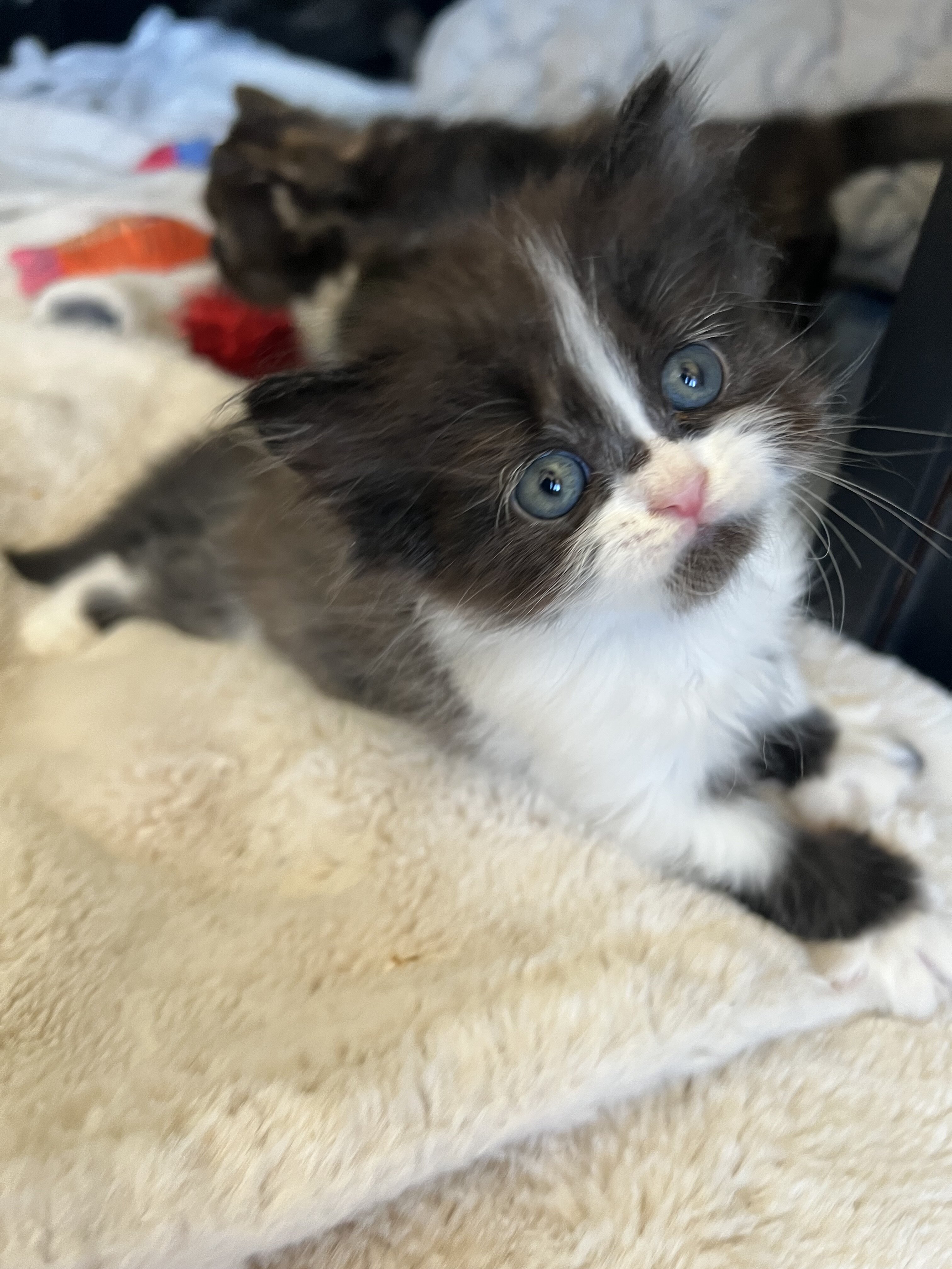 Persian/ Himalayan Kittens image 7