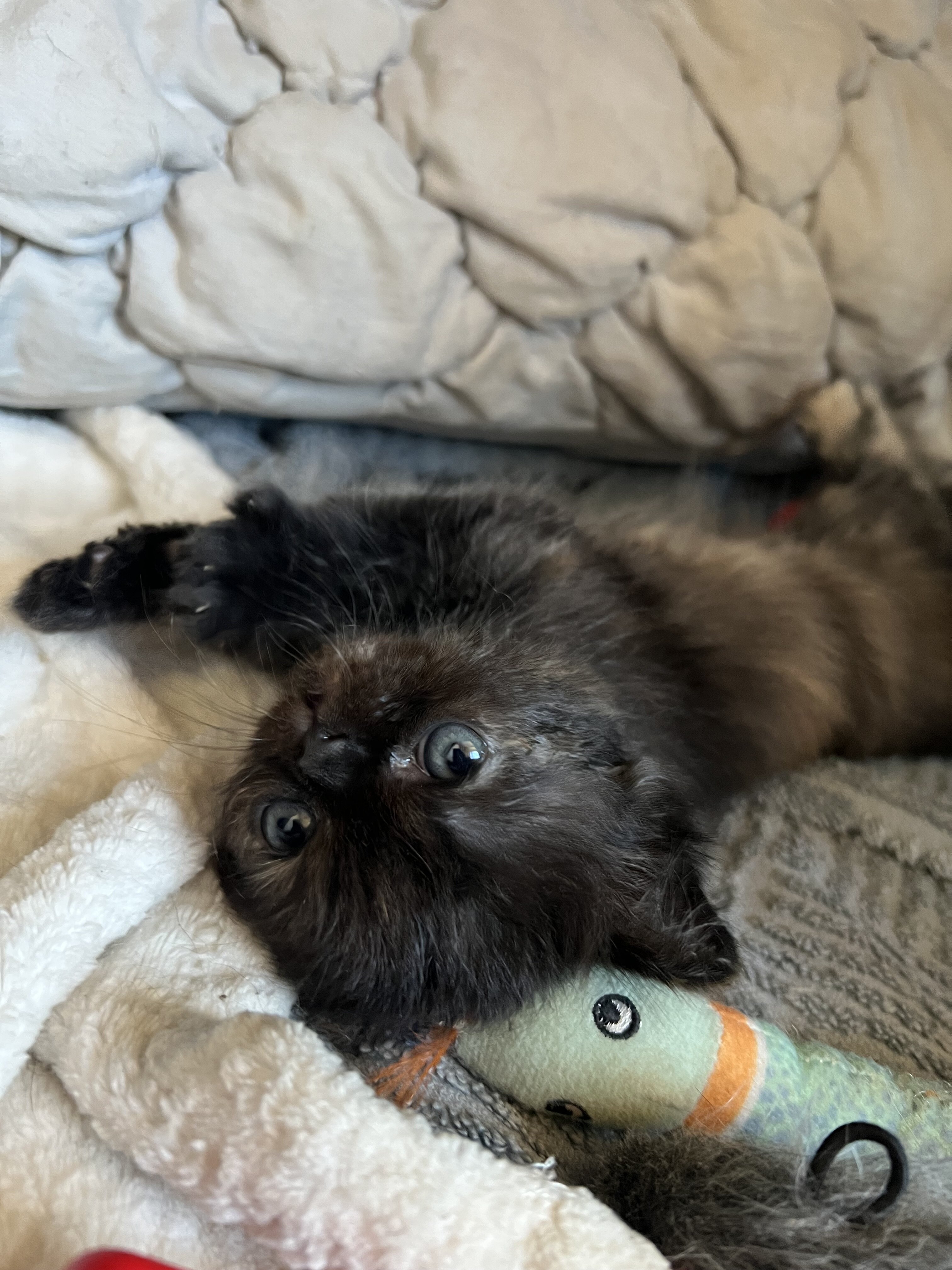 Persian/ Himalayan Kittens image 6