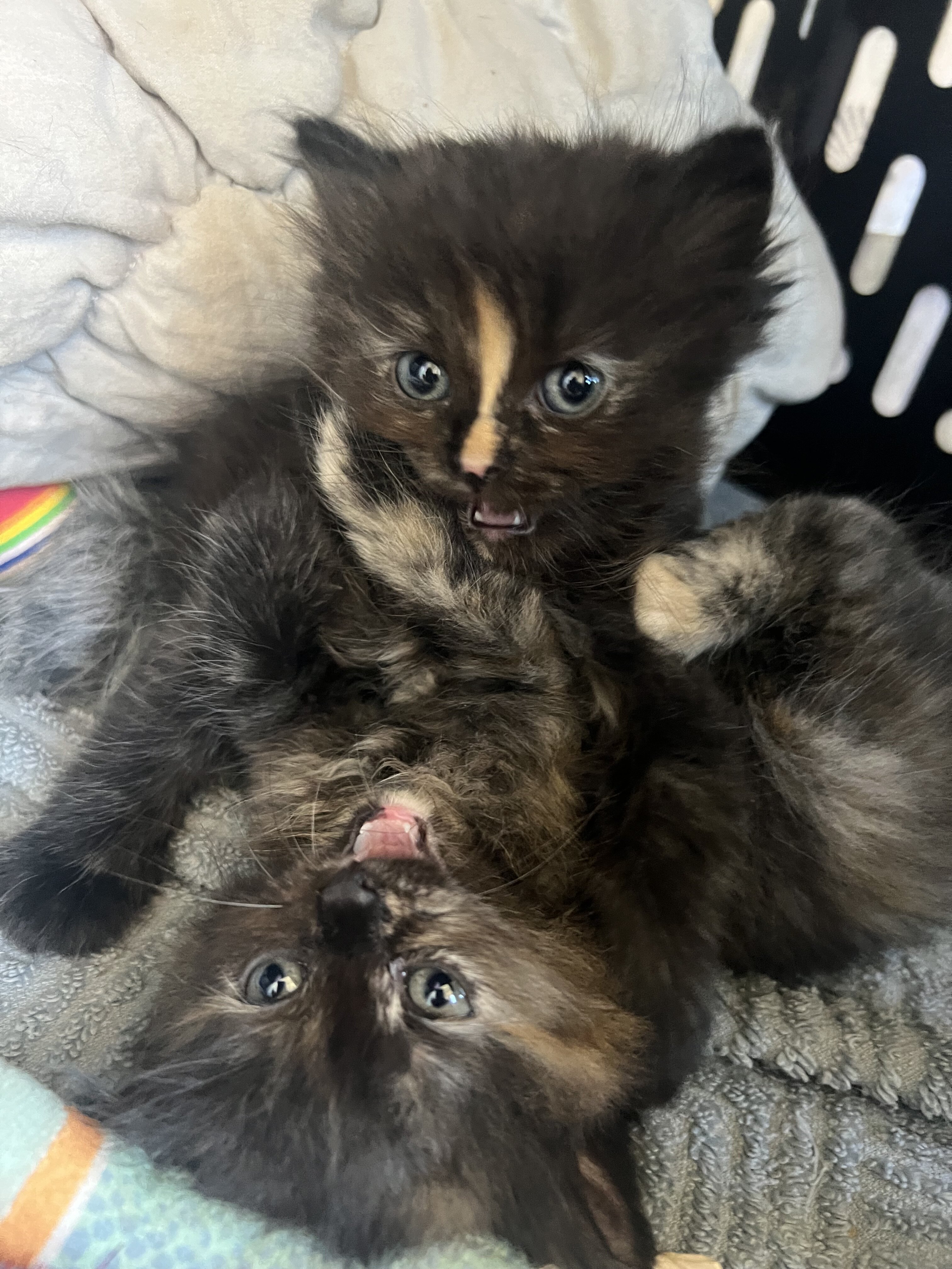 Persian/ Himalayan Kittens image 5