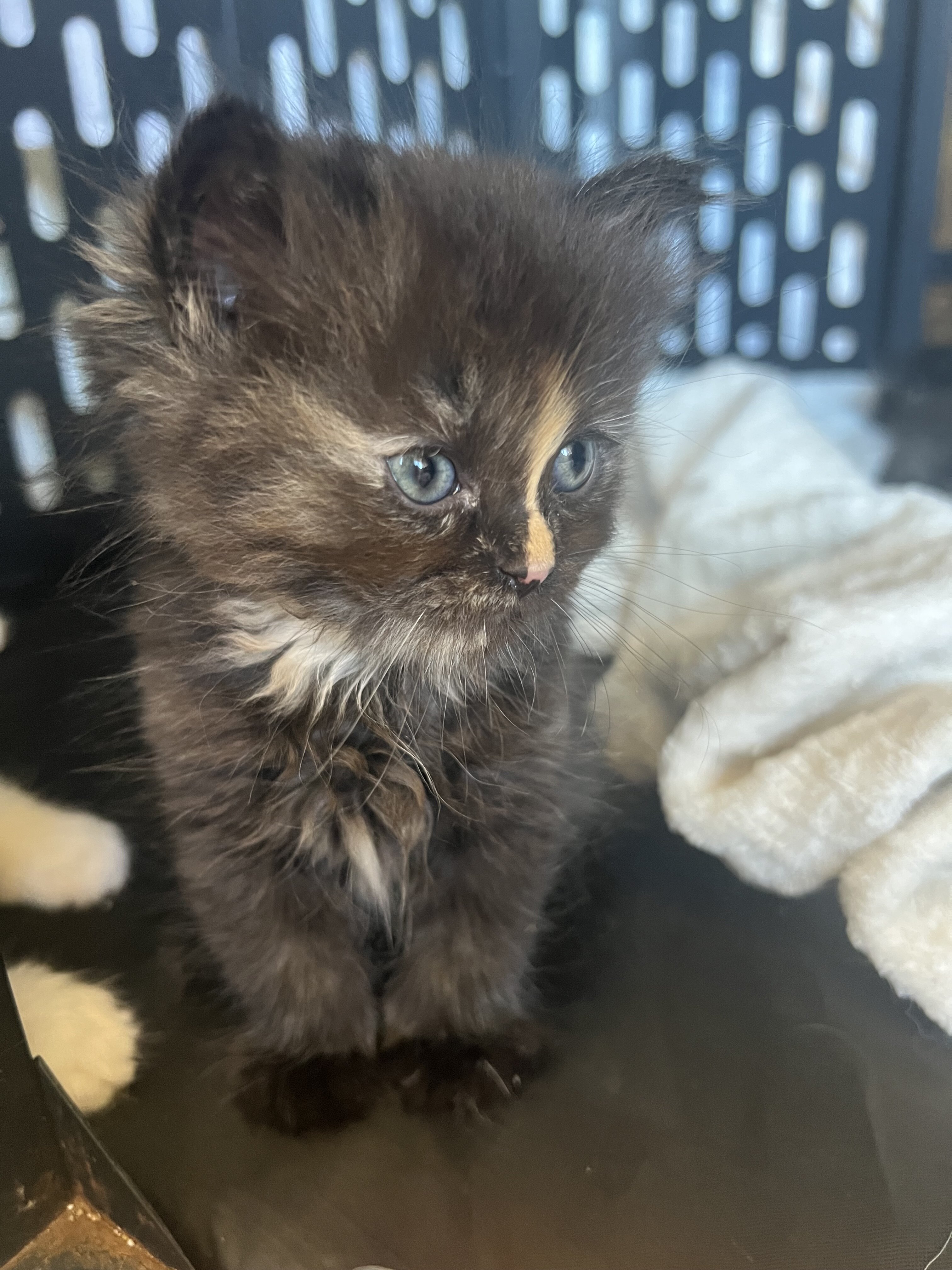 Persian/ Himalayan Kittens image 4