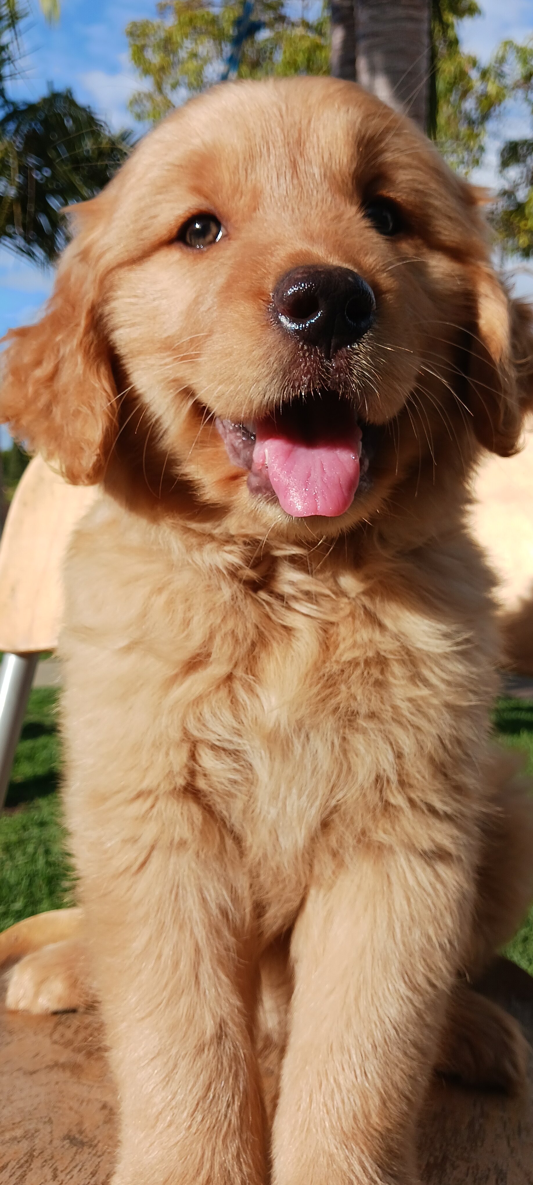 Golden Retriever puppy image 1