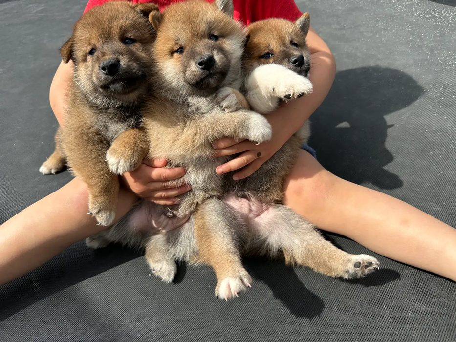 Shiba inu image 1