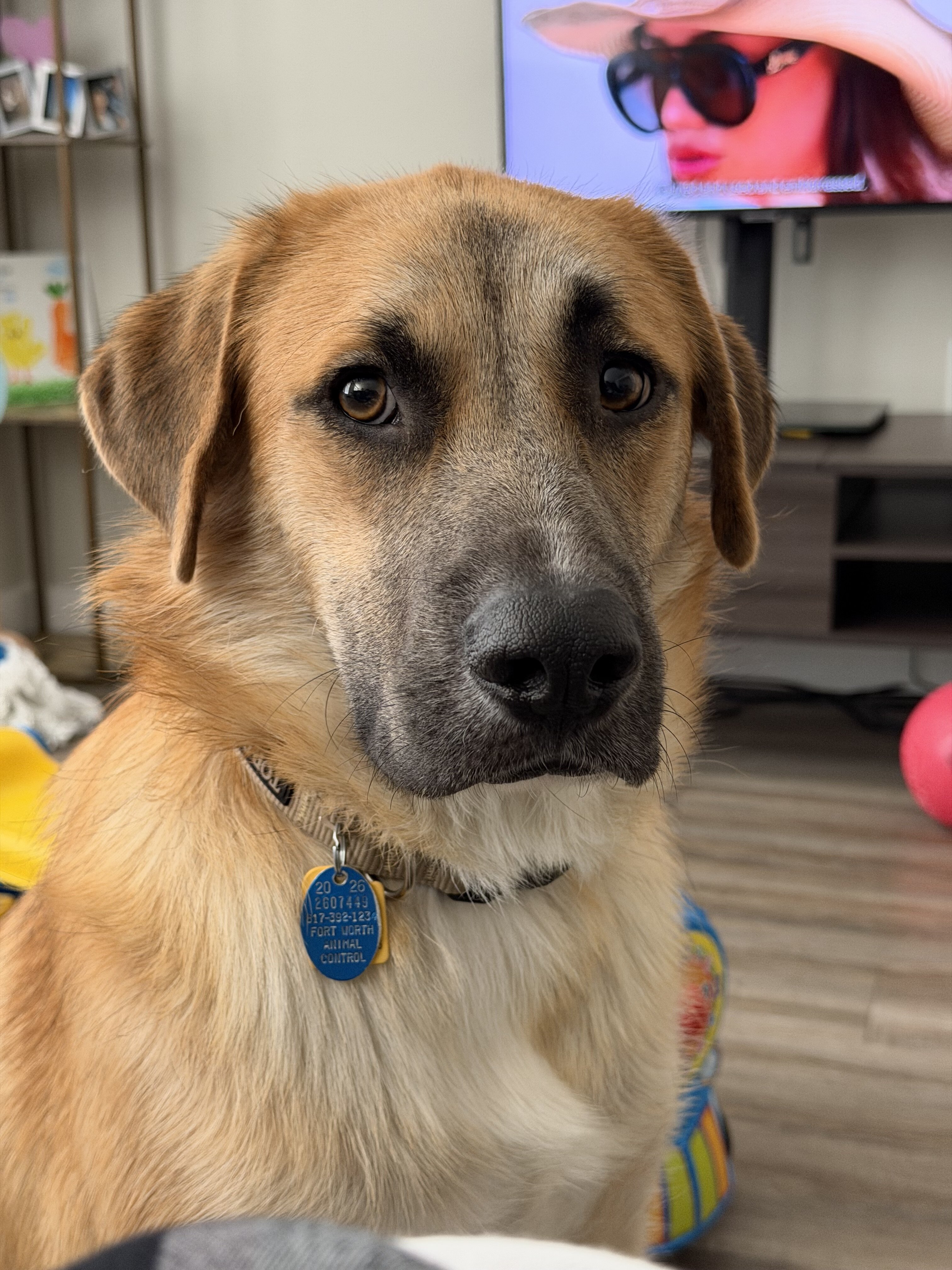 Dog image 2