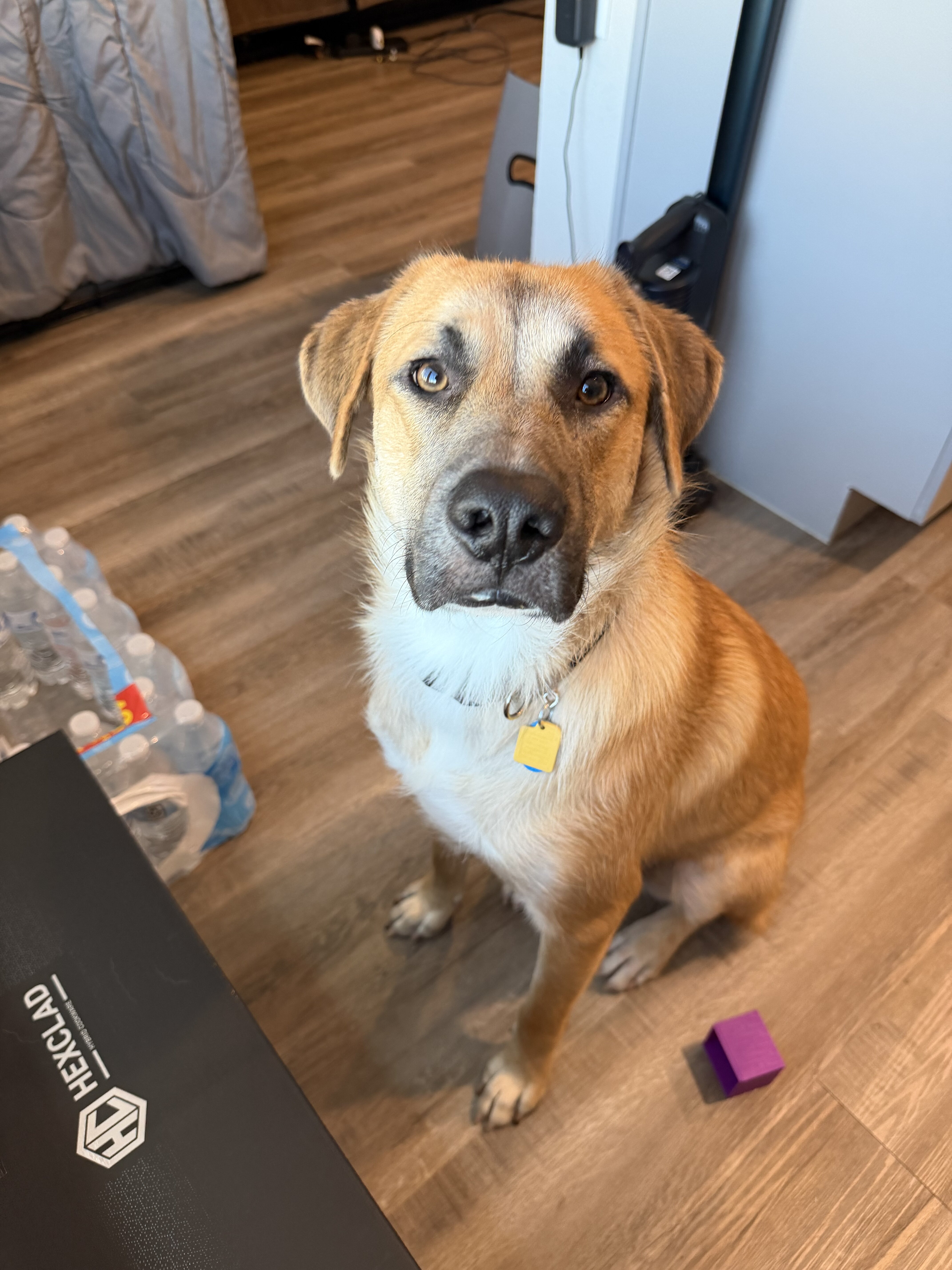 Dog image 1