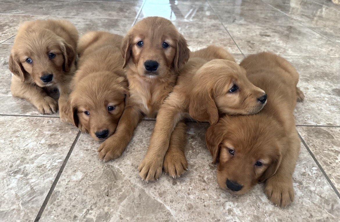 Golden Retriever image 2